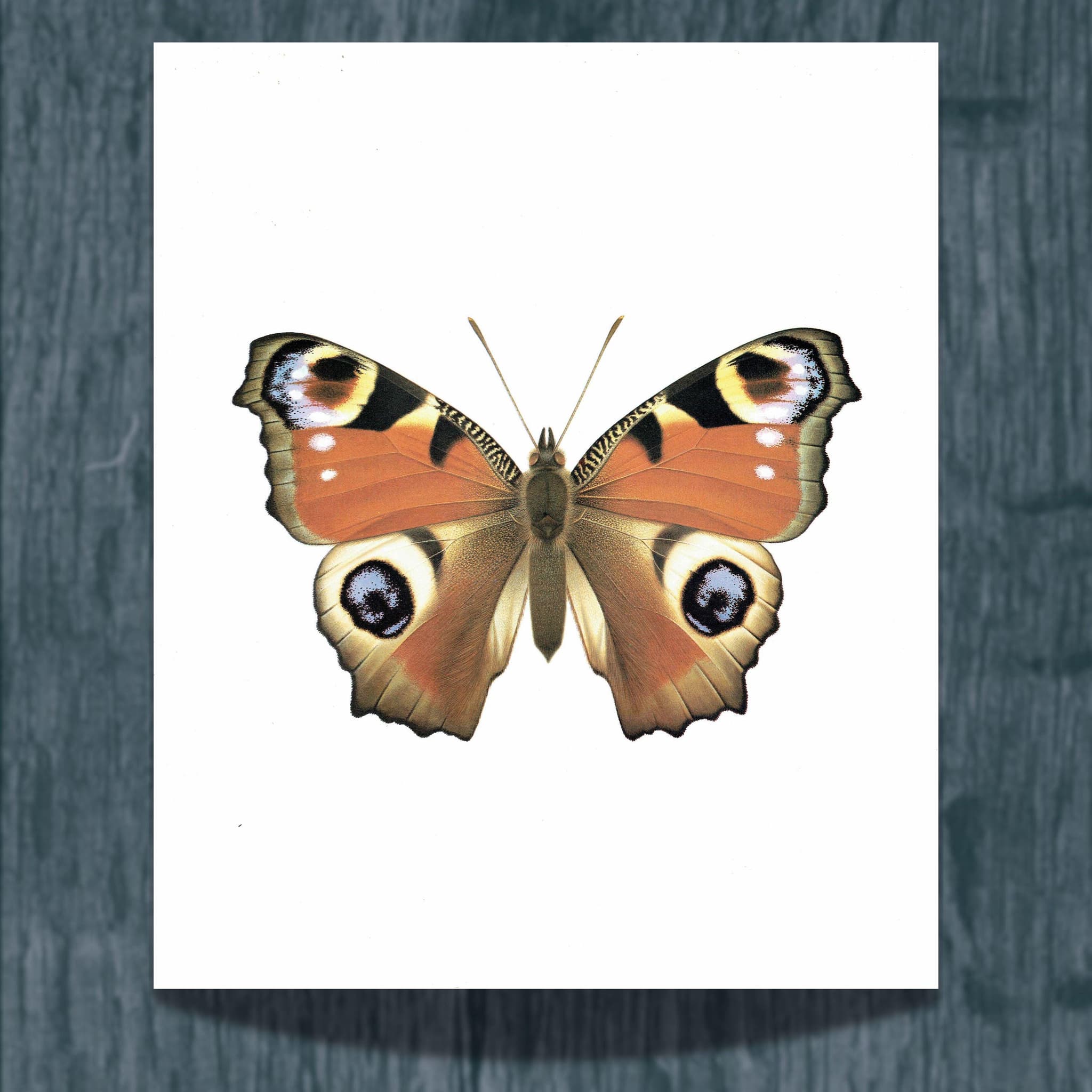 1986 European Peacock Butterfly Inachis io Print - Durin Bernard Vintage Scientific Illustration - Linnaeus Entomology  - 11 x 13 in