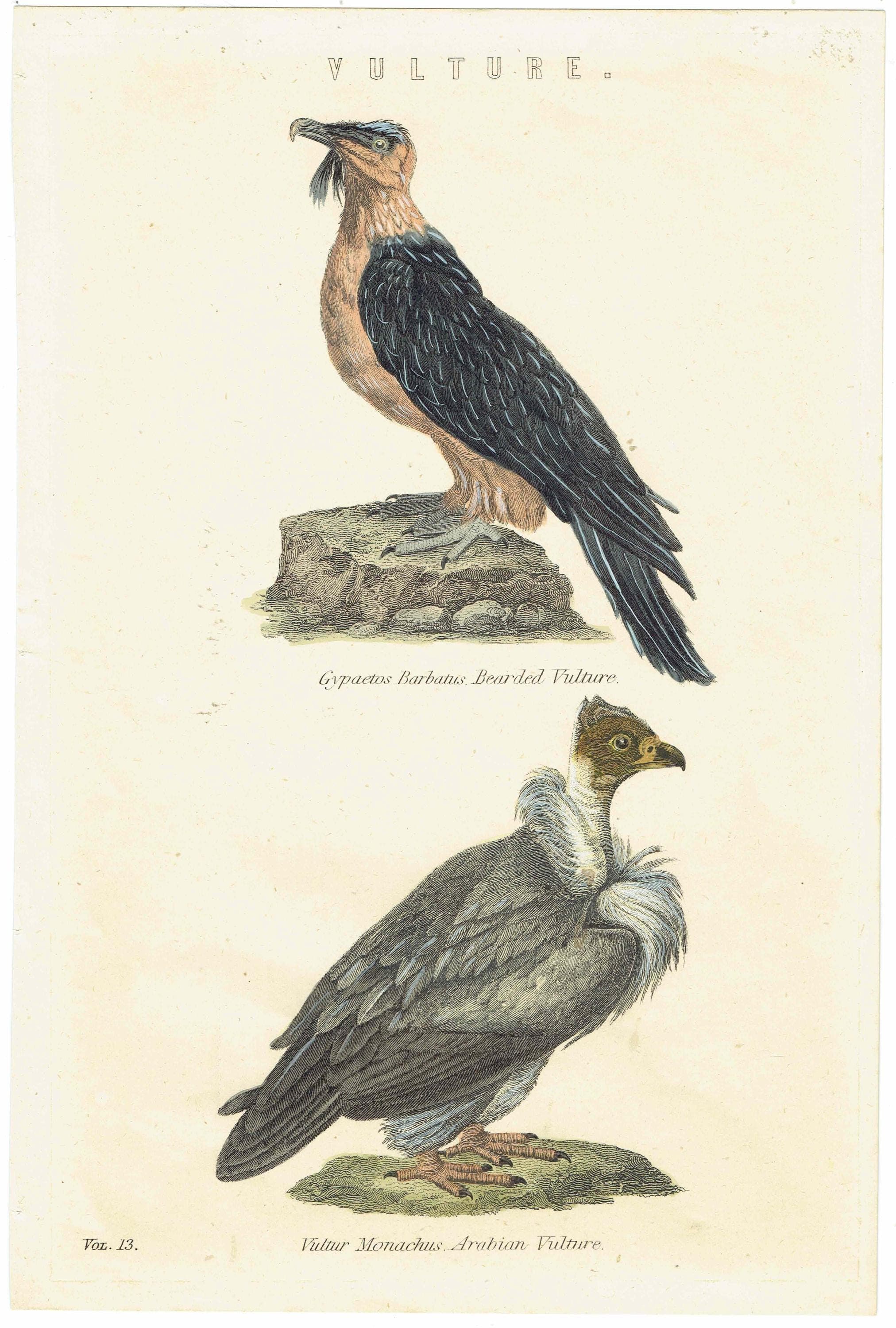 c.1862 Vultures Print - Bearded Vulture & Arabian Vulture - Hand Coloured Ornithology Art - 9.5 x 6.25 in