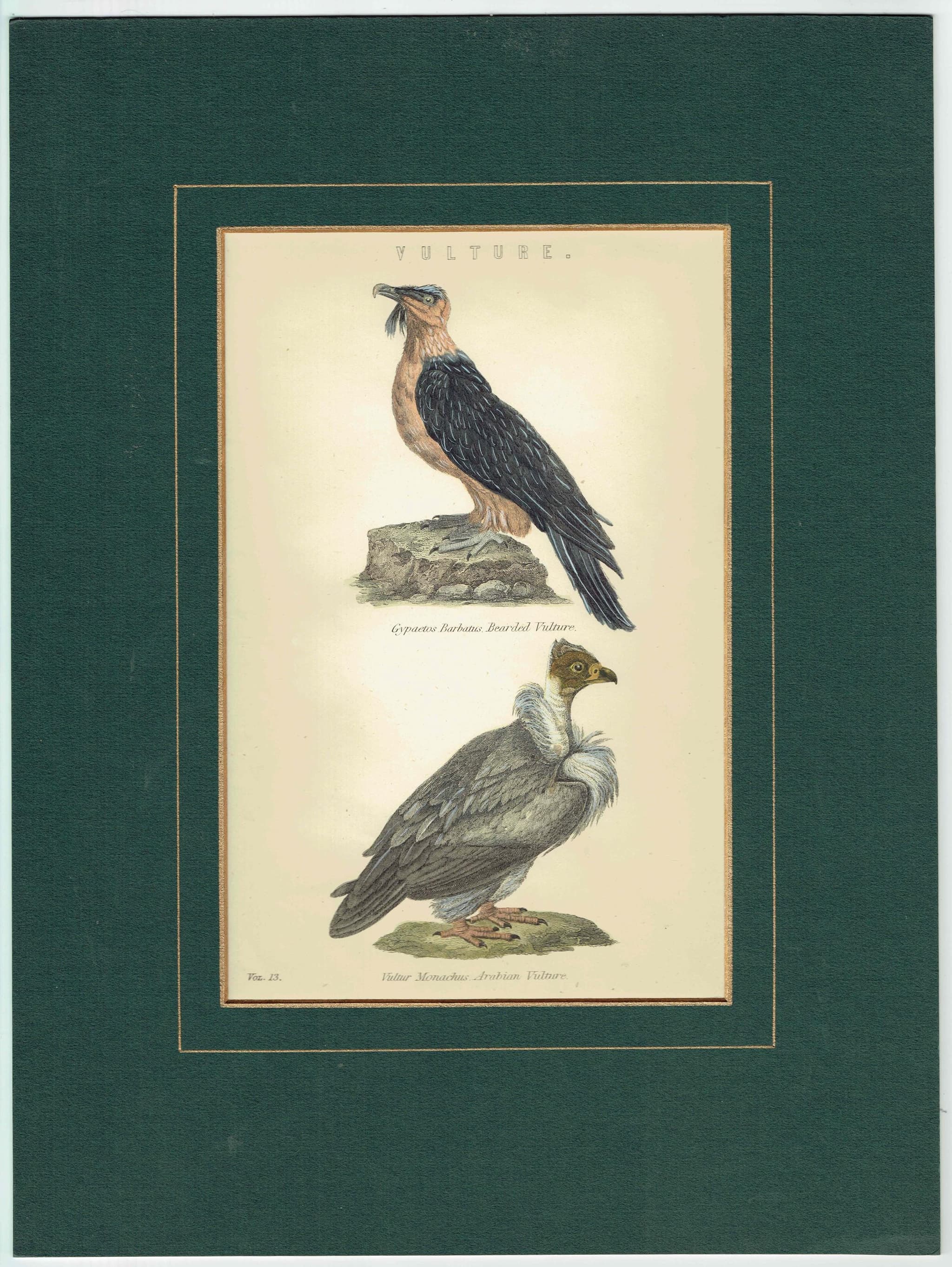 c.1862 Vultures Print - Bearded Vulture & Arabian Vulture - Hand Coloured Ornithology Art - 9.5 x 6.25 in - Image 2