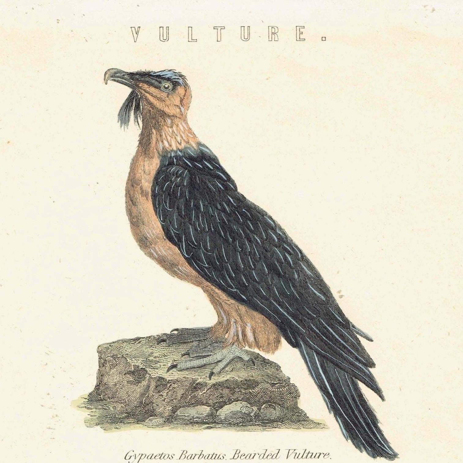 c.1862 Vultures Print - Bearded Vulture & Arabian Vulture - Hand Coloured Ornithology Art - 9.5 x 6.25 in - Image 3