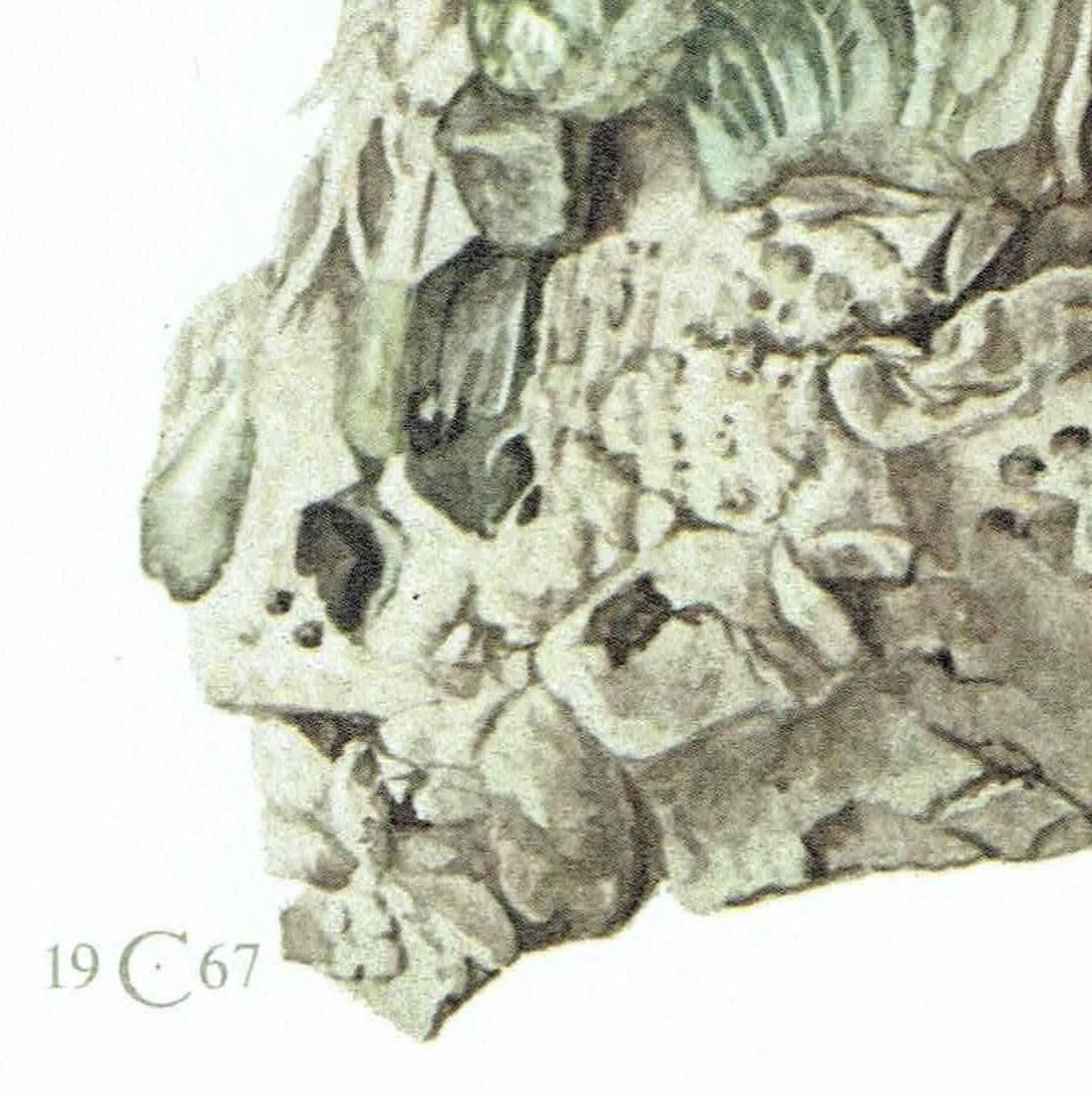 1969 Tremolite Crystal - Original Vintage Print By Caspari - Mineral Study Scientific Natural History Geology Art - 7.5 x 10.5 in - Image 5