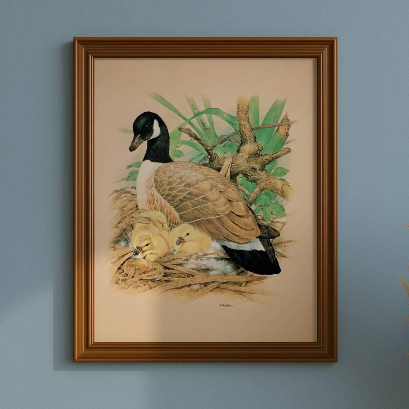 1981 Canada Goose Goslings Nest Original Vintage Print - Maurice Pledger Wildlife Art - Game Birds Book Illustration - 11.5 x 16.5 in