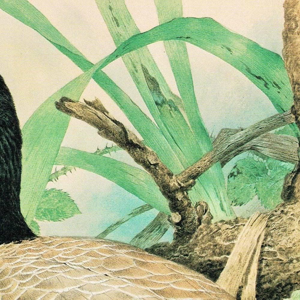 1981 Canada Goose Goslings Nest Original Vintage Print - Maurice Pledger Wildlife Art - Game Birds Book Illustration - 11.5 x 16.5 in - Image 4