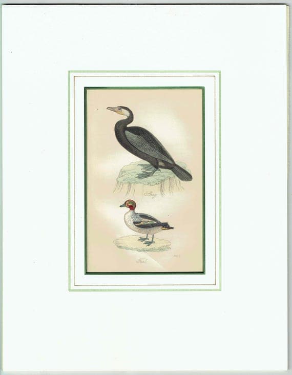 c.1835 Shag & Teal Ornithology Print - Hand-Coloured Engraving - Coastal Shag And Teal Duck - 7 x 4.25 in