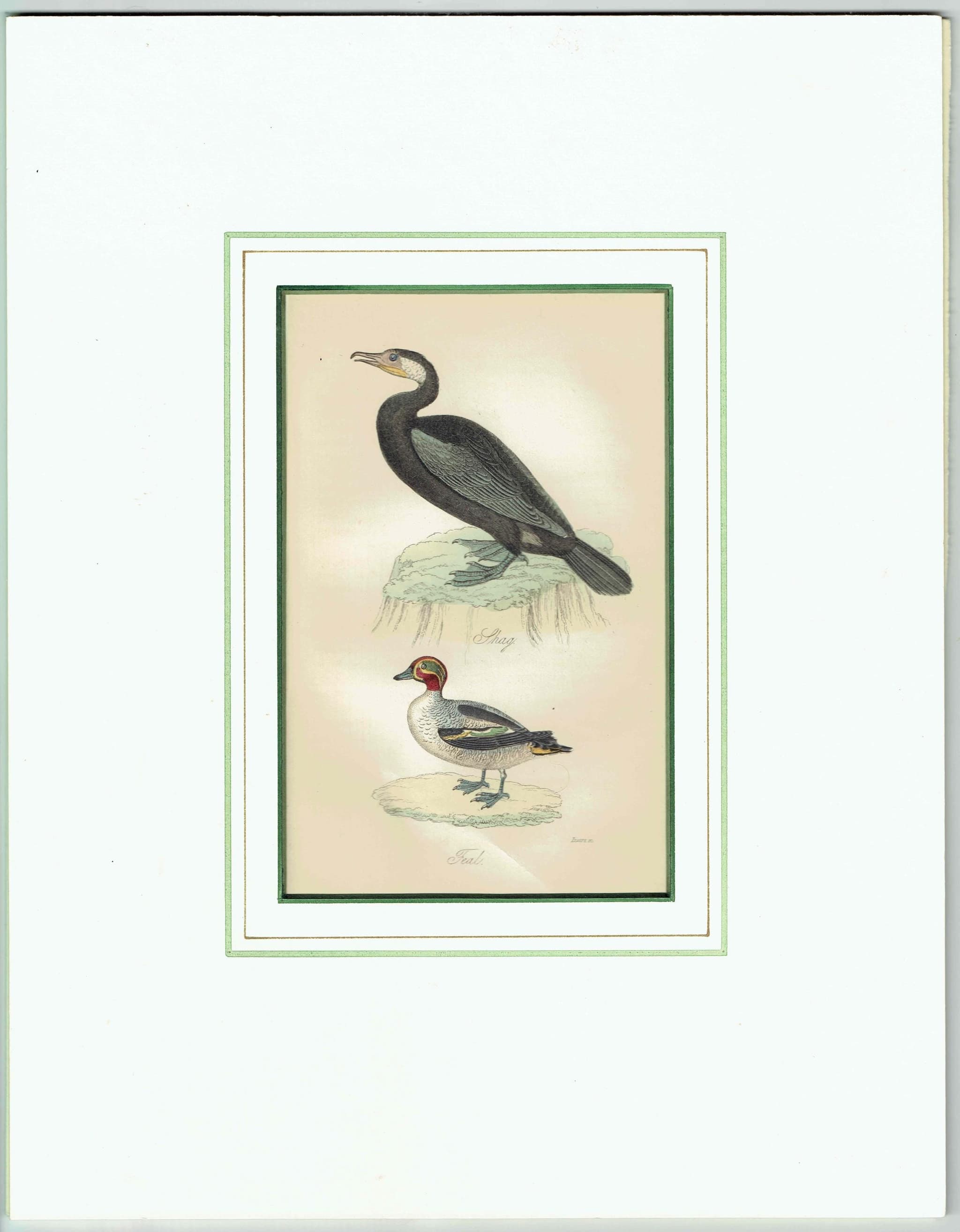 c.1835 Shag & Teal Ornithology Print - Hand-Coloured Engraving - Coastal Shag And Teal Duck - 7 x 4.25 in