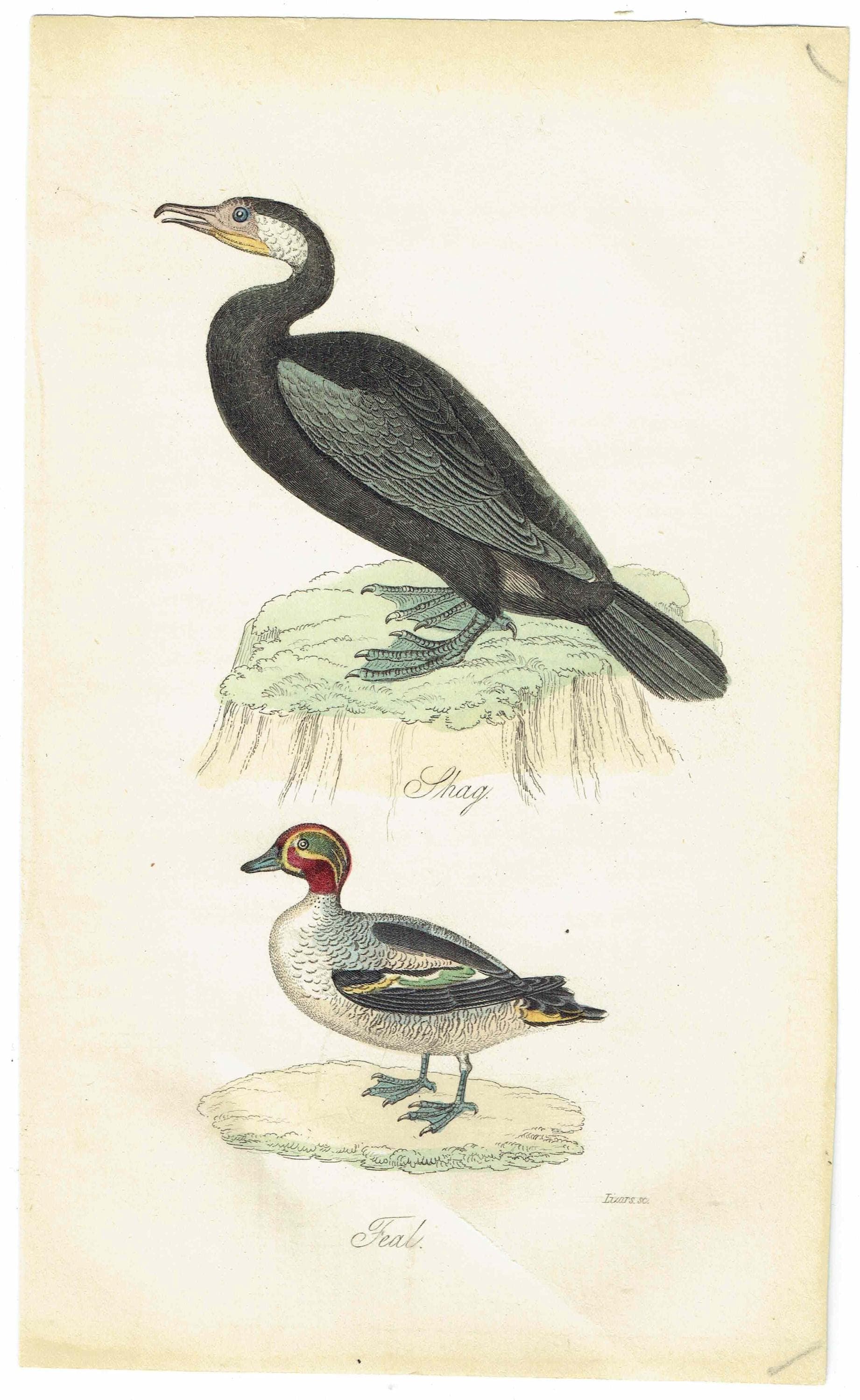 c.1835 Shag & Teal Ornithology Print - Hand-Coloured Engraving - Coastal Shag And Teal Duck - 7 x 4.25 in - Image 2