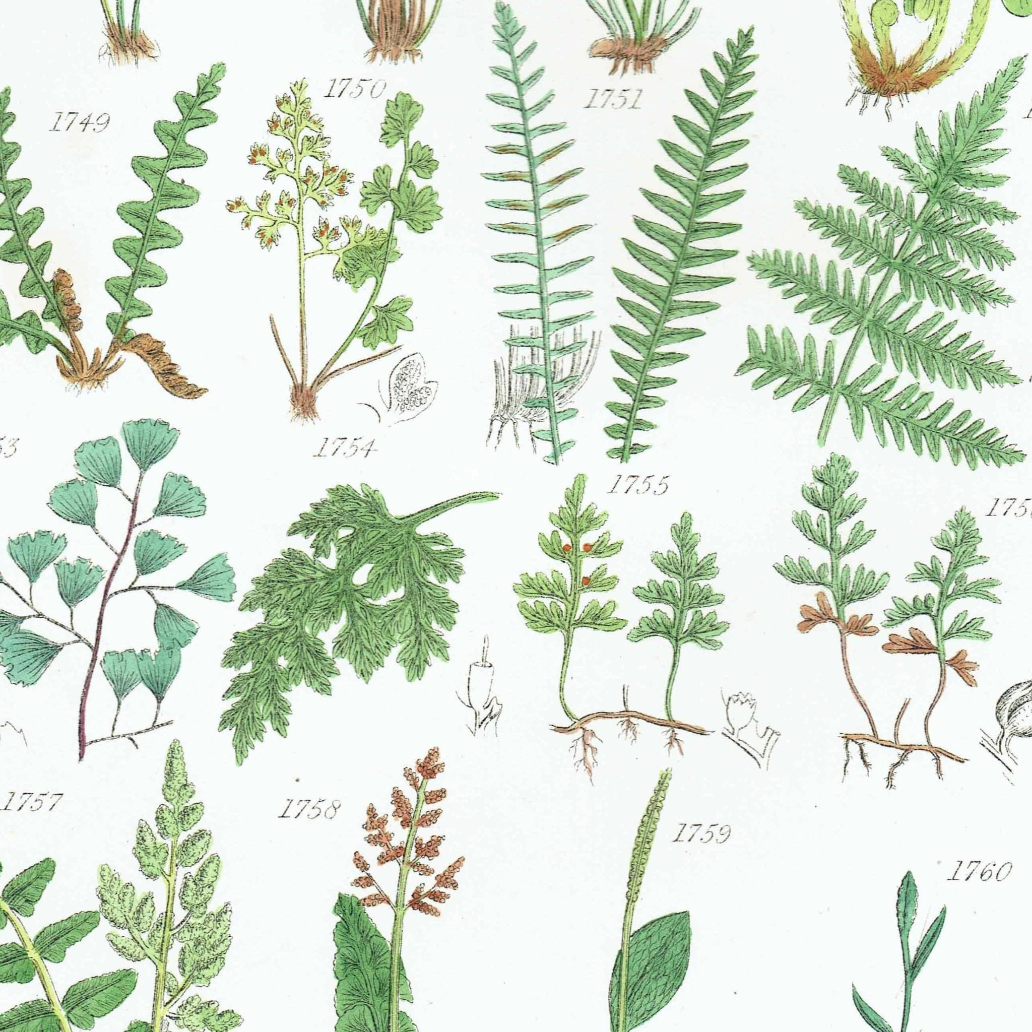 1910 British Ferns Maidenhair Bracken - Original Antique Print By Sowerby - Victorian Botanical Study Natural History - 6.25 x 9.5 in