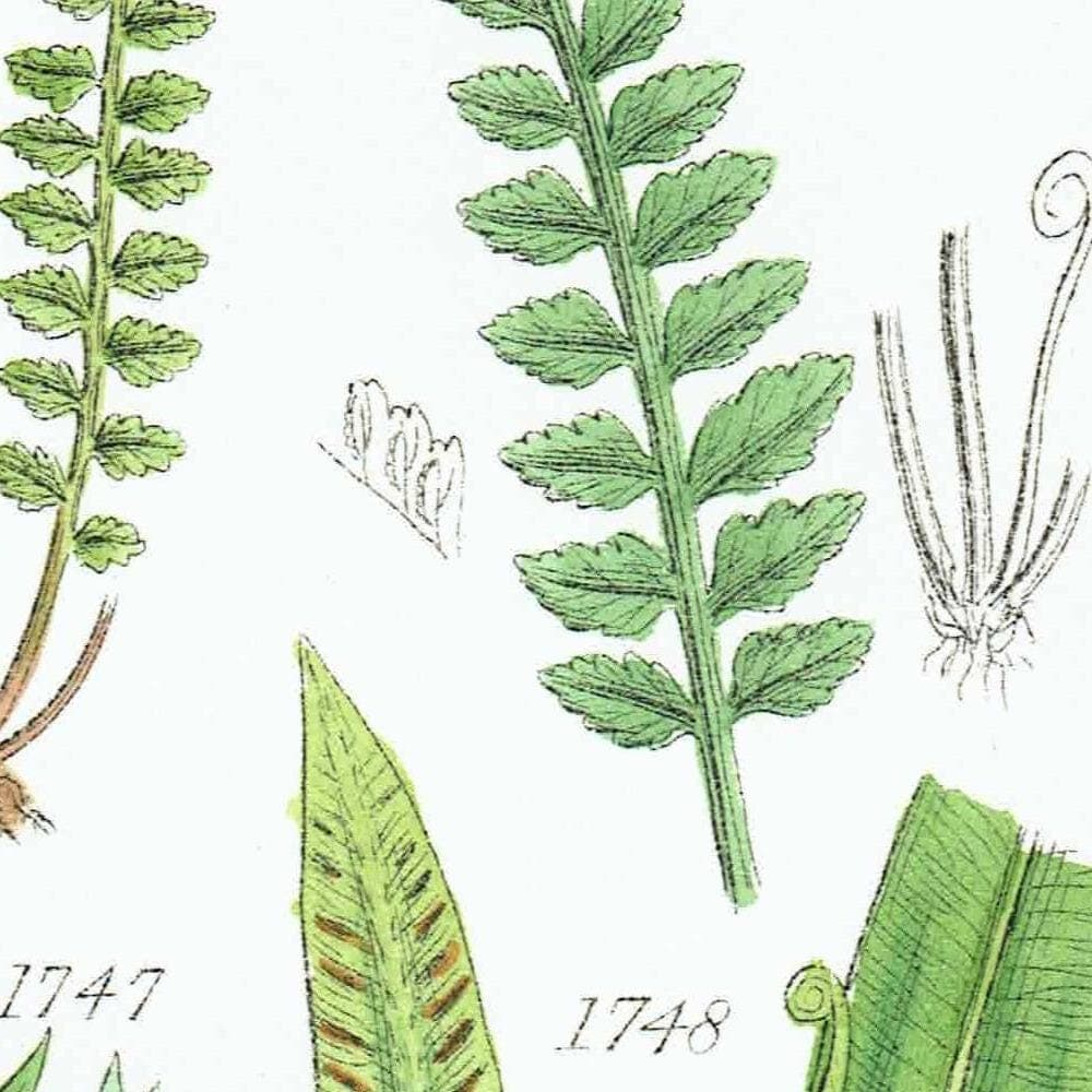 1910 British Ferns Maidenhair Bracken - Original Antique Print By Sowerby - Victorian Botanical Study Natural History - 6.25 x 9.5 in - Image 3