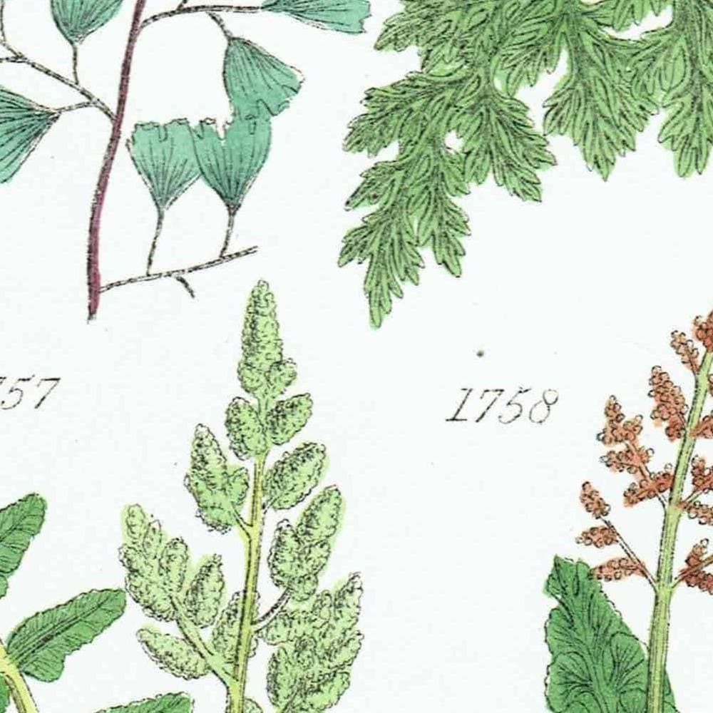 1910 British Ferns Maidenhair Bracken - Original Antique Print By Sowerby - Victorian Botanical Study Natural History - 6.25 x 9.5 in - Image 4