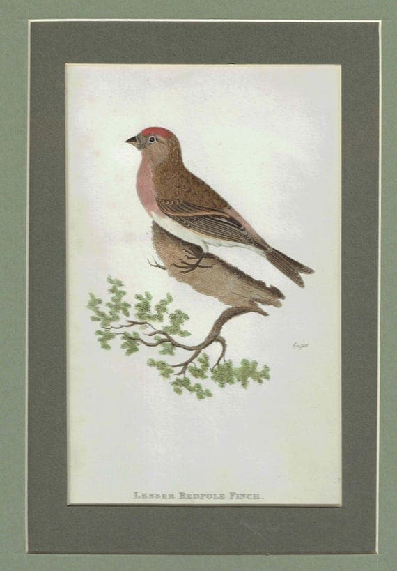 c.1800 Lesser Redpole Finch Birds Print - Ornithology Illustration - Vintage Natural History Art - 8.5 x 5 in