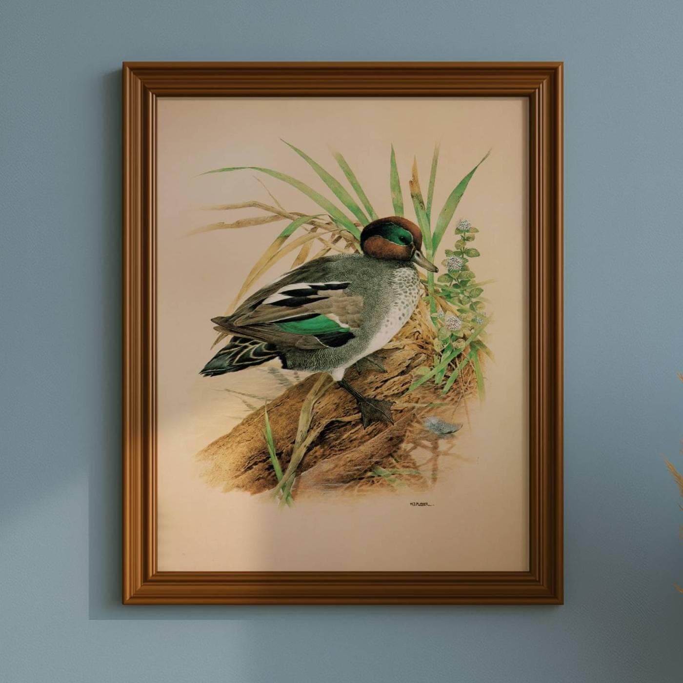 1981 Cock Teal - Maurice Pledger Game Birds - Original Vintage Educational Wildlife Art Print - 11.5 x 16.5 in