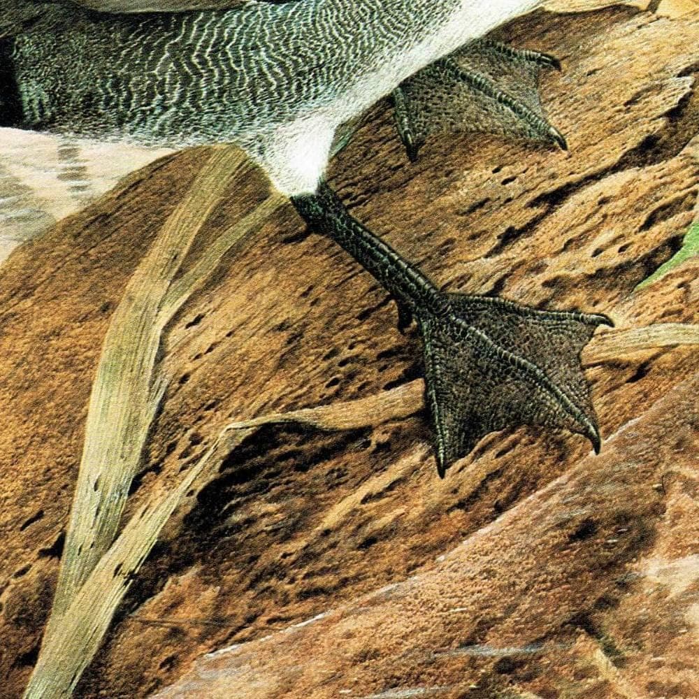 1981 Cock Teal - Maurice Pledger Game Birds - Original Vintage Educational Wildlife Art Print - 11.5 x 16.5 in - Image 5