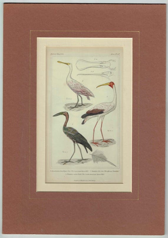 c.1836 Birds Cuvier Animal Kingdom Aves Print - Ibis, Spoonbill, Tantalus Birds Illustration - Ornithology Plate - 8.5 x 5.5 in
