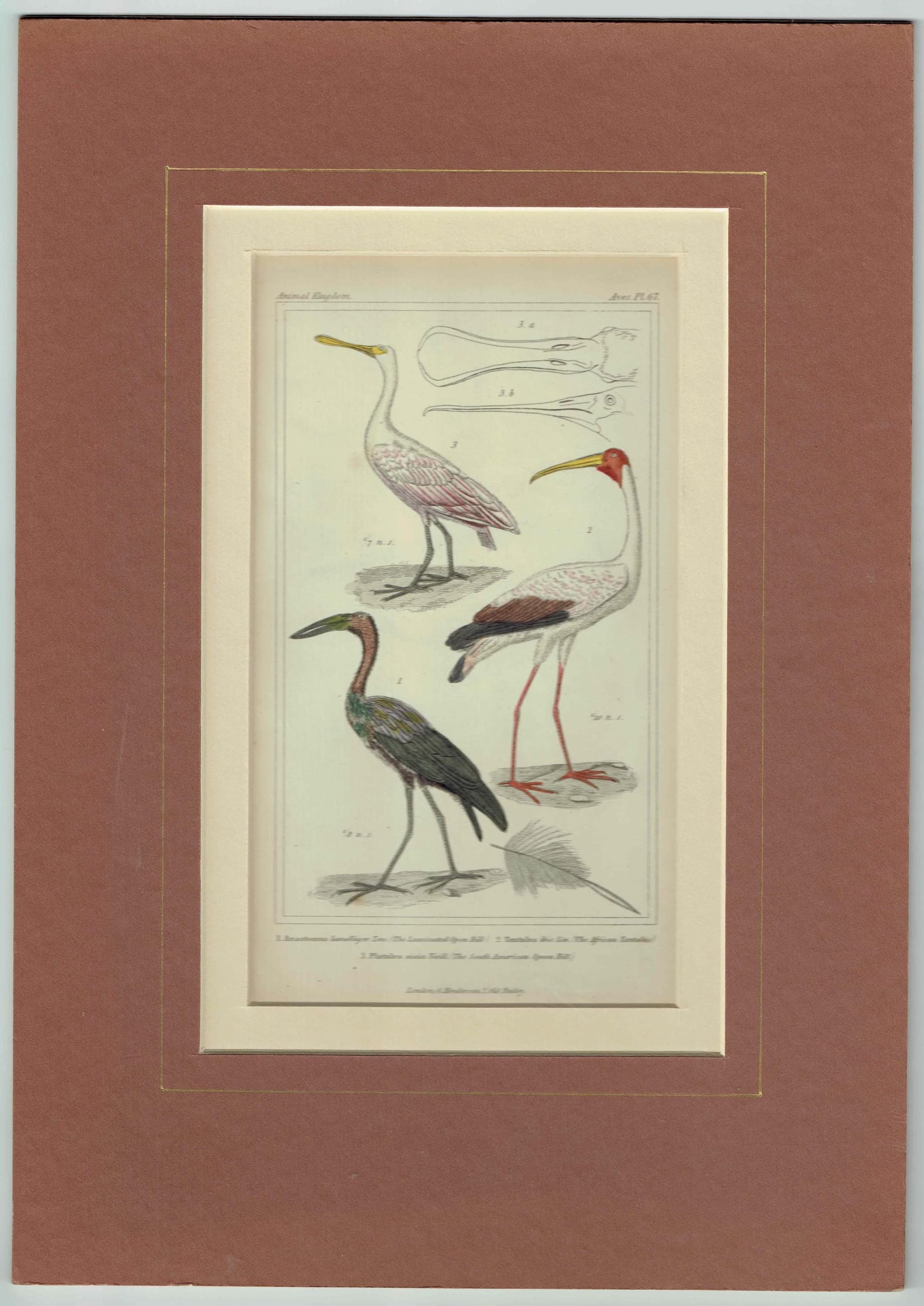 c.1836 Birds Cuvier Animal Kingdom Aves Print - Ibis, Spoonbill, Tantalus Birds Illustration - Ornithology Plate - 8.5 x 5.5 in