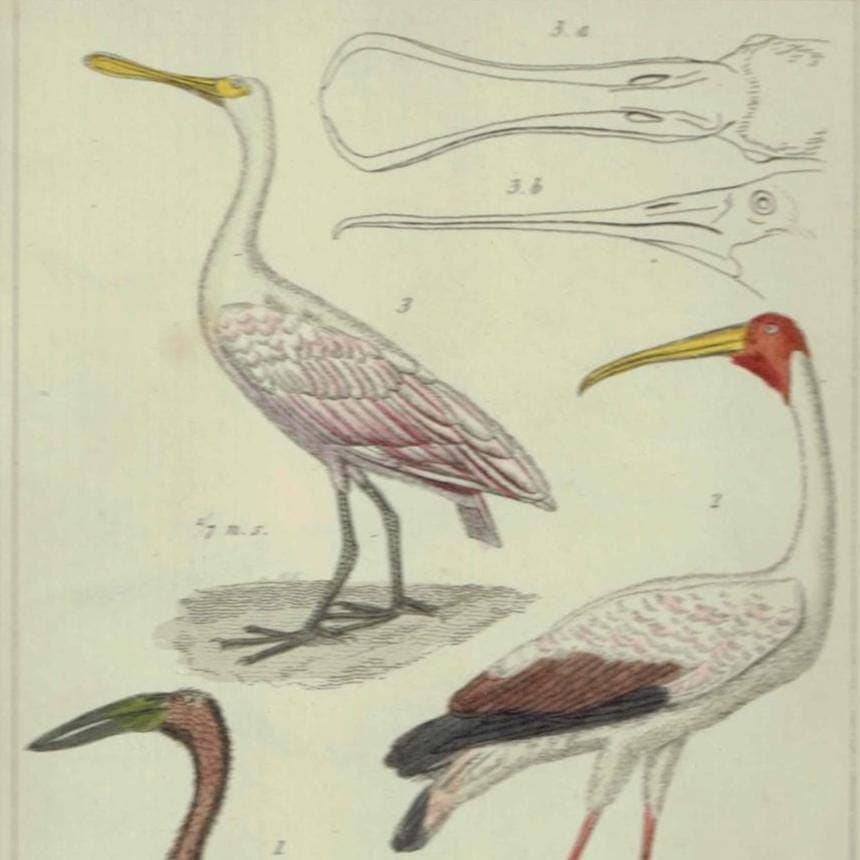c.1836 Birds Cuvier Animal Kingdom Aves Print - Ibis, Spoonbill, Tantalus Birds Illustration - Ornithology Plate - 8.5 x 5.5 in - Image 2