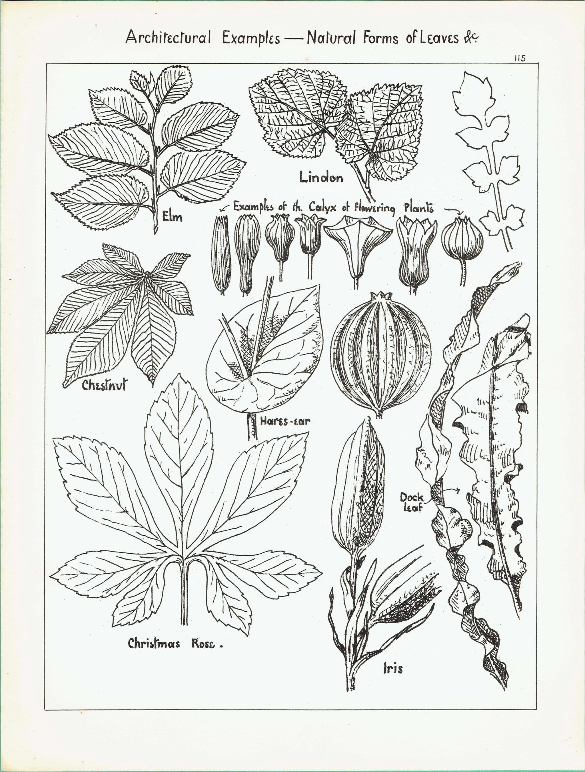 1898 Architectural Leaf Print - Elm, Linden, Chestnut, Iris, Christmas Rose & Decorative Plant Studies - Antique Plate - 8 x 10.75 in