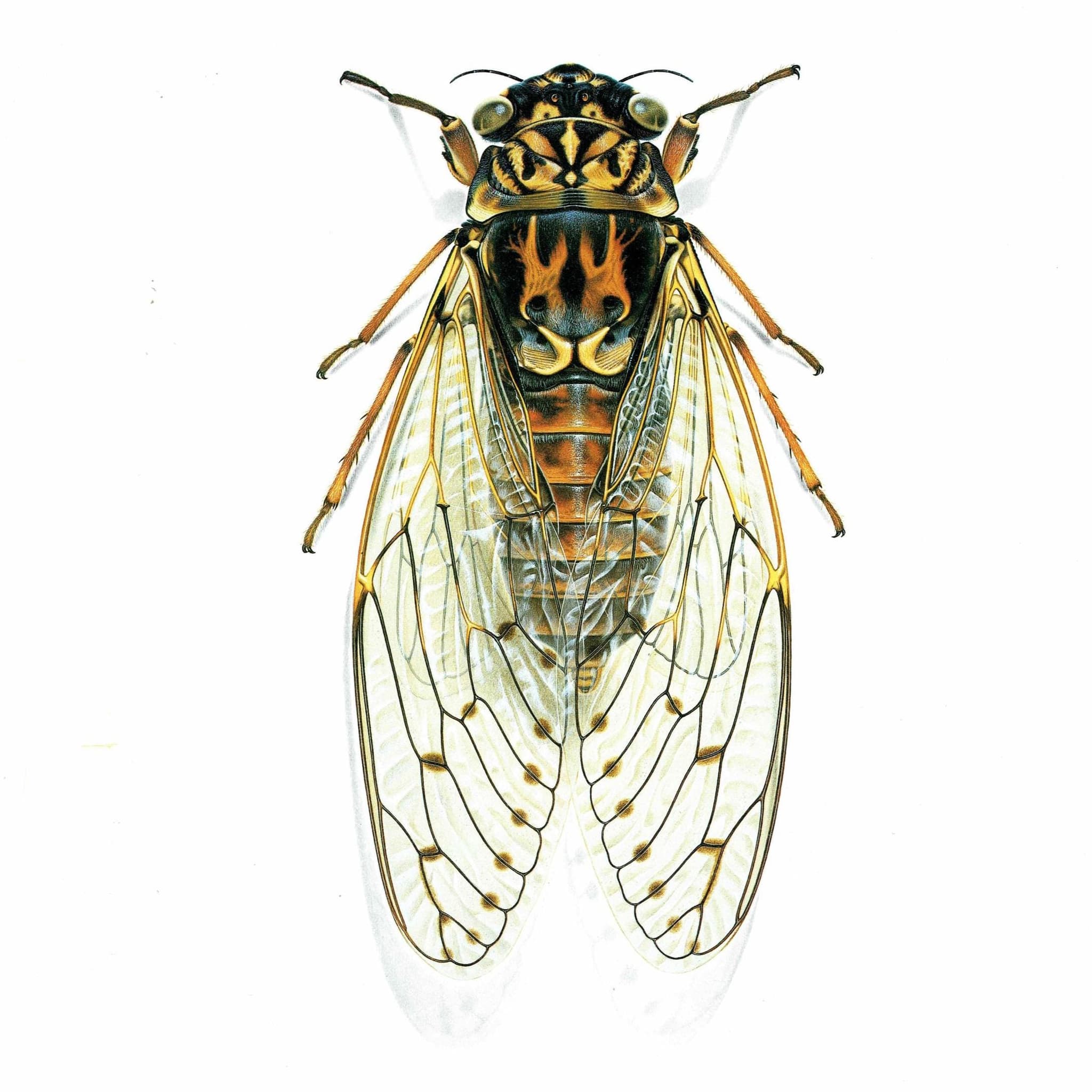 1986 Ash Cicada Tettigia Orni Print - Durin Bernard Les Insectes Scientific Illustration - Linnaeus Entomology - 11 x 13 in