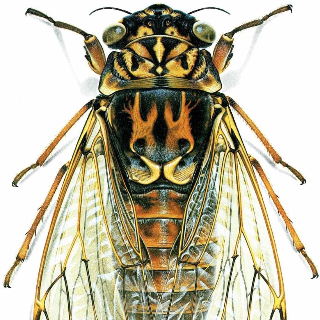 1986 Ash Cicada Tettigia Orni Print - Durin Bernard Les Insectes Scientific Illustration - Linnaeus Entomology - 11 x 13 in - Image 4