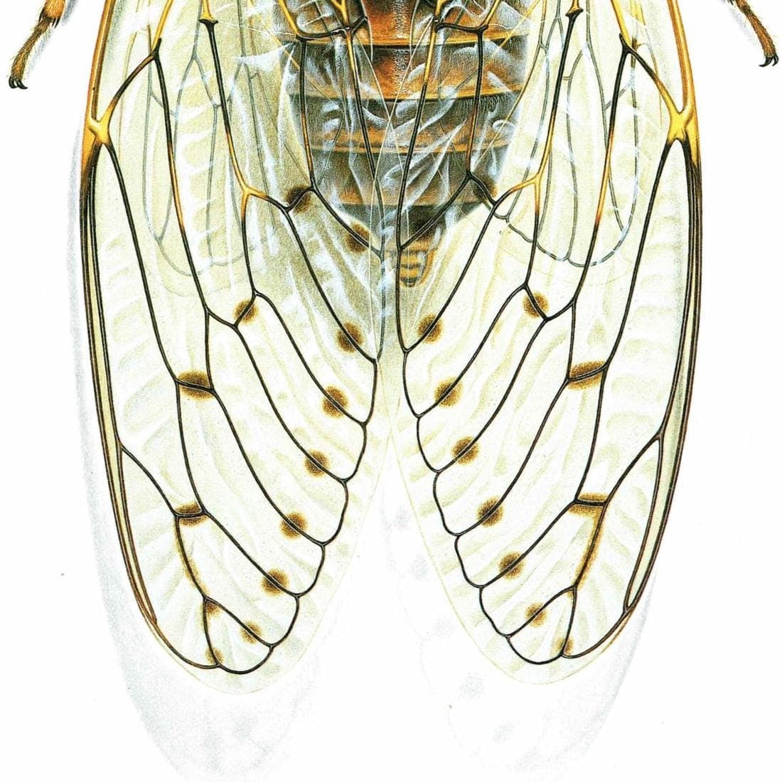 1986 Ash Cicada Tettigia Orni Print - Durin Bernard Les Insectes Scientific Illustration - Linnaeus Entomology - 11 x 13 in - Image 5