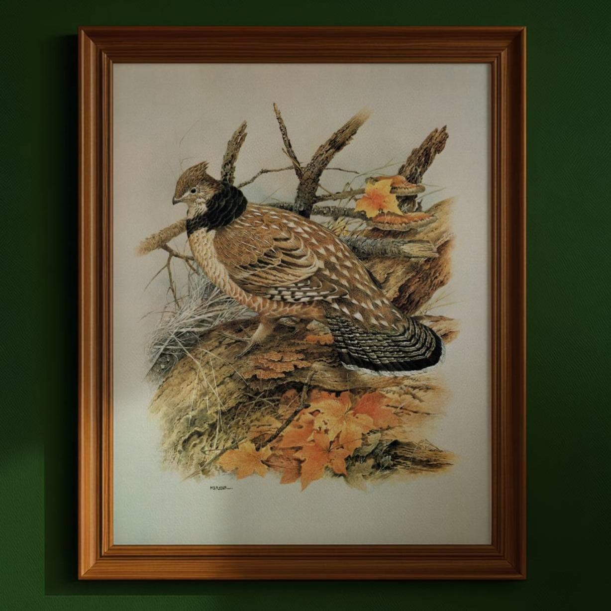 1980s Ruffed Grouse - Game Birds Original Vintage Print By Pledger - Autumn Woodland Wildlife Natural History - 11.5 x 16.5 in