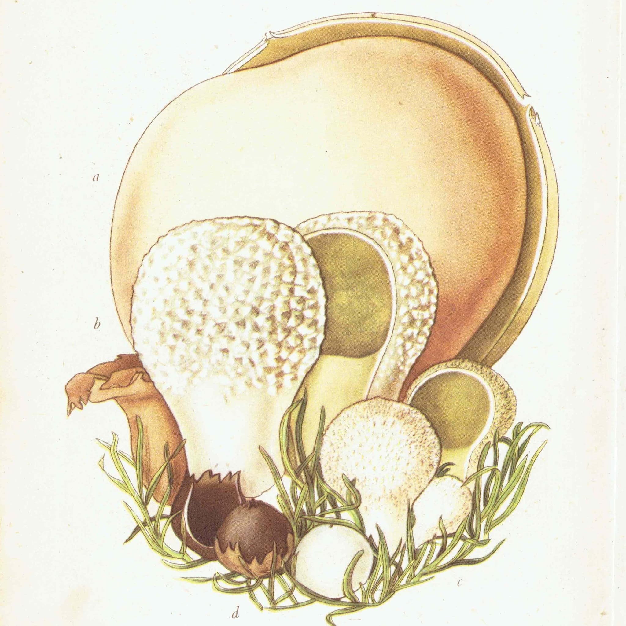 Cauliflower Fungus & Giant Puffball Print – 1943 Botanical Illustration - Image 2