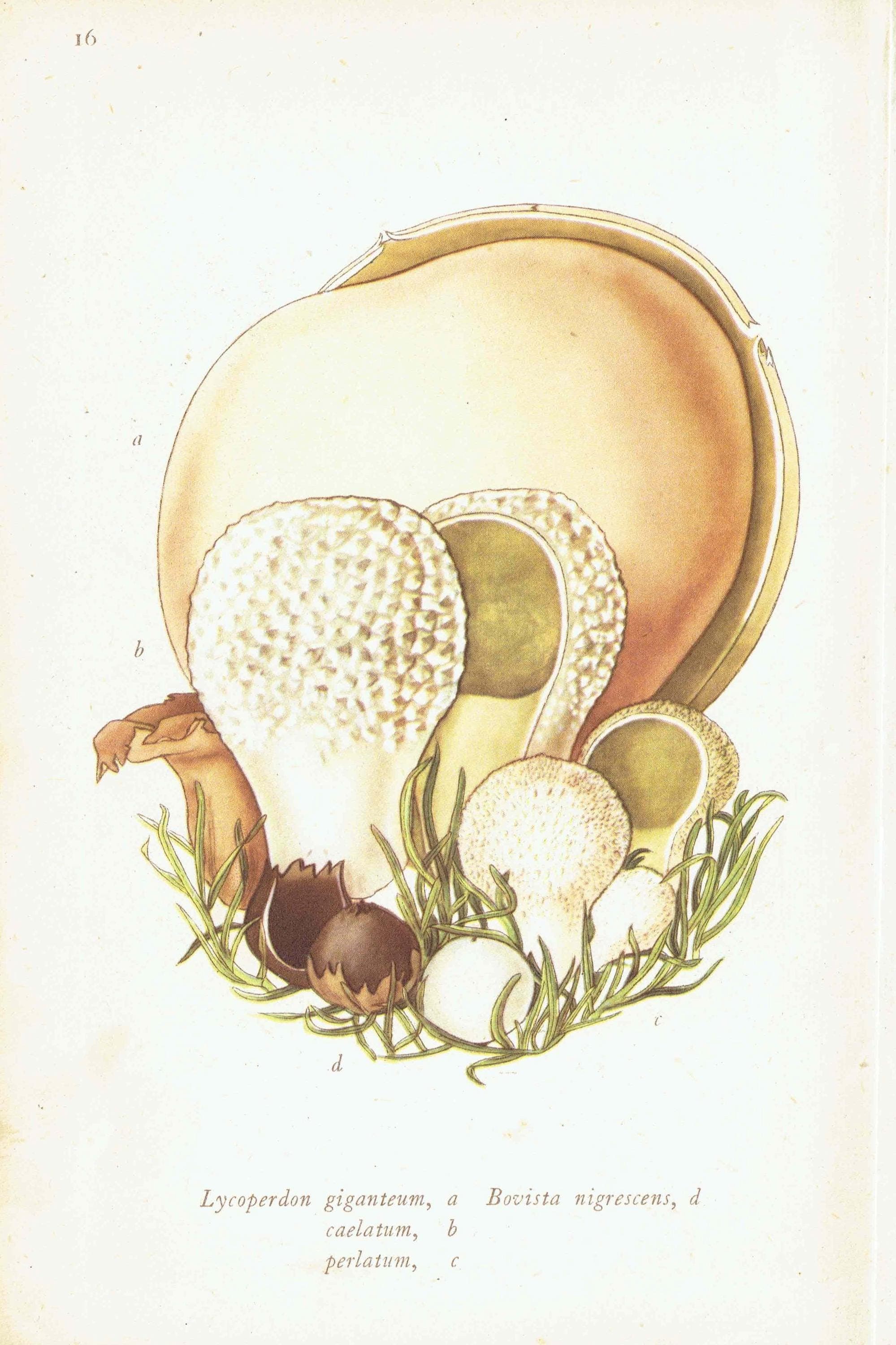 Cauliflower Fungus & Giant Puffball Print – 1943 Botanical Illustration - Image 6