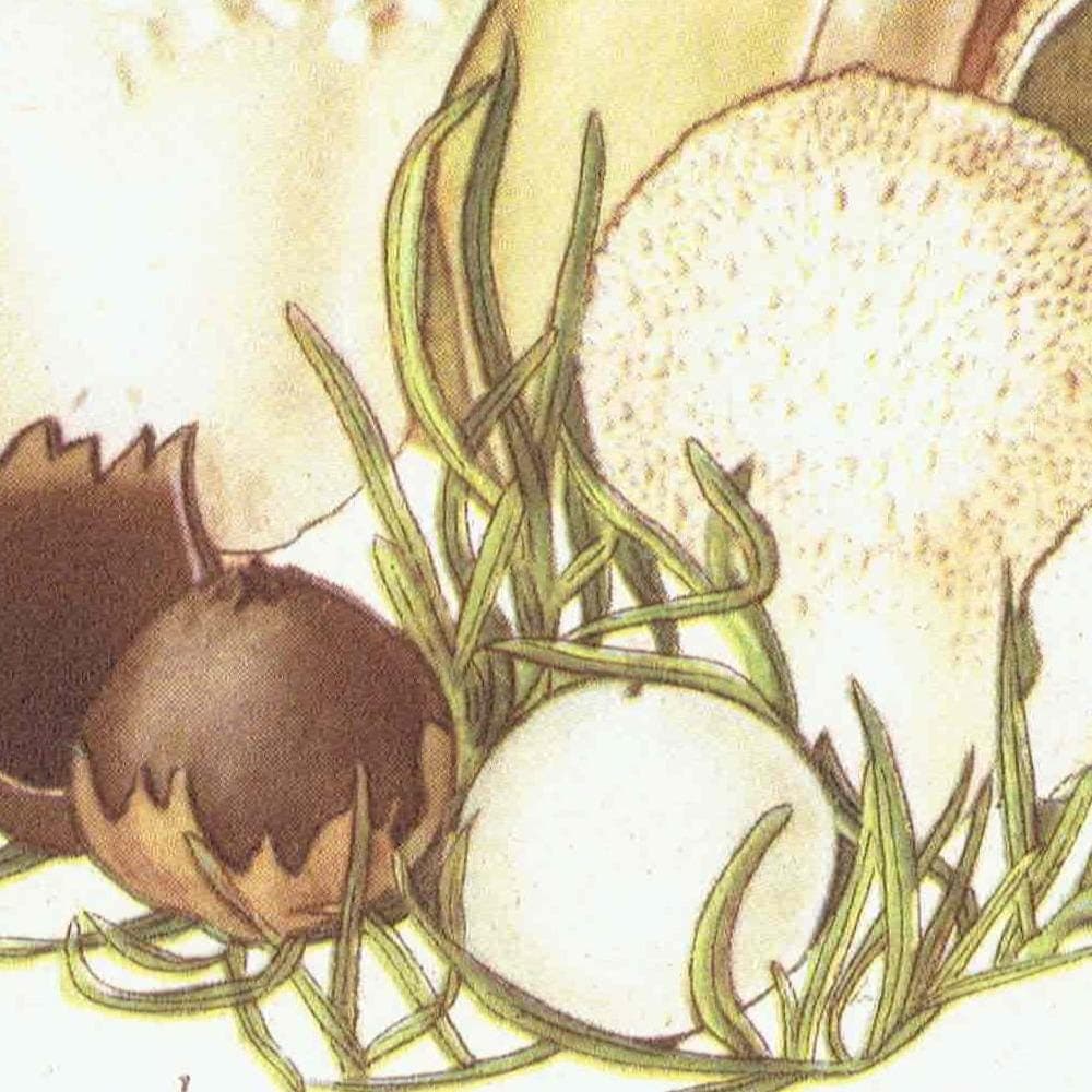 Cauliflower Fungus & Giant Puffball Print – 1943 Botanical Illustration - Image 8