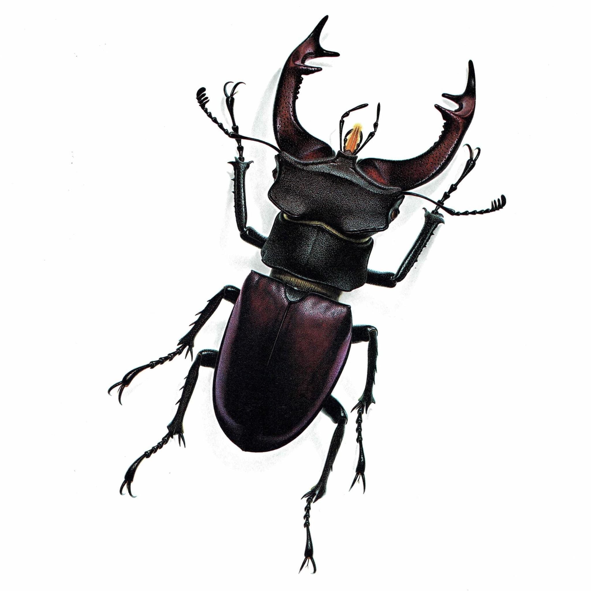 1986 Stag Beetle Lucanus Cervus Print – Bernard Durin Les Insectes Vintage Scientific Illustration – Linnaeus Entomology Art – 11 x 13 in
