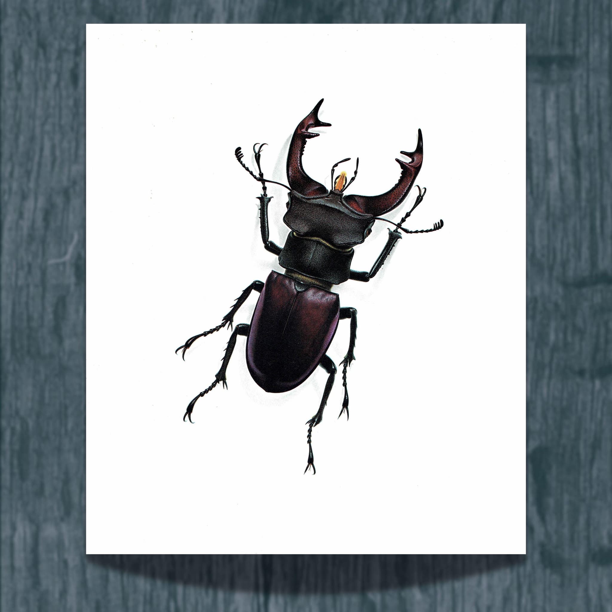 1986 Stag Beetle Lucanus Cervus Print – Bernard Durin Les Insectes Vintage Scientific Illustration – Linnaeus Entomology Art – 11 x 13 in