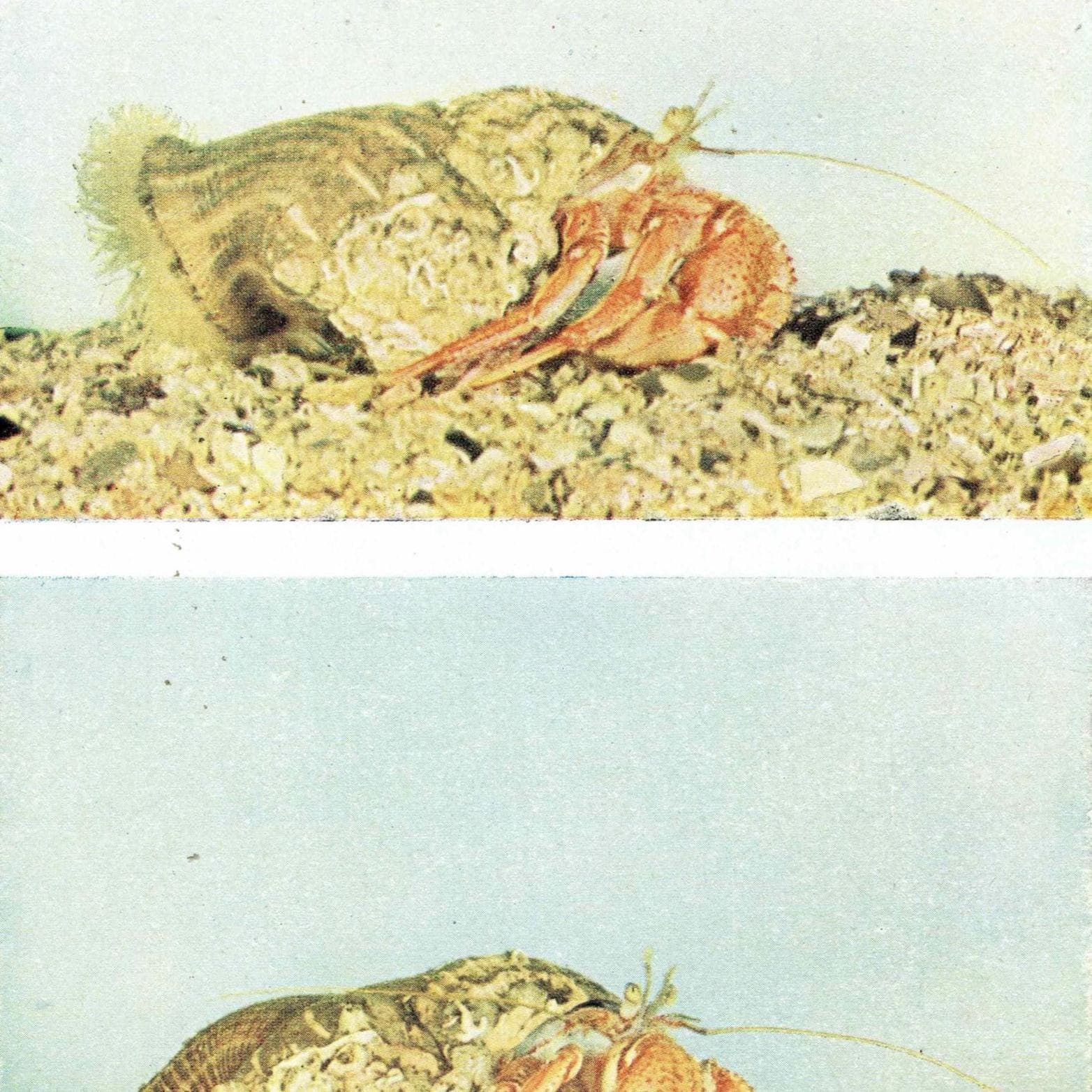 1959 Velvet Swimming-Crab Marine Biology Print - Hermit Crab w/ Parasitic Anemone - D.P. Wilson Photography - Underwater Life - 5 x 8.25 in