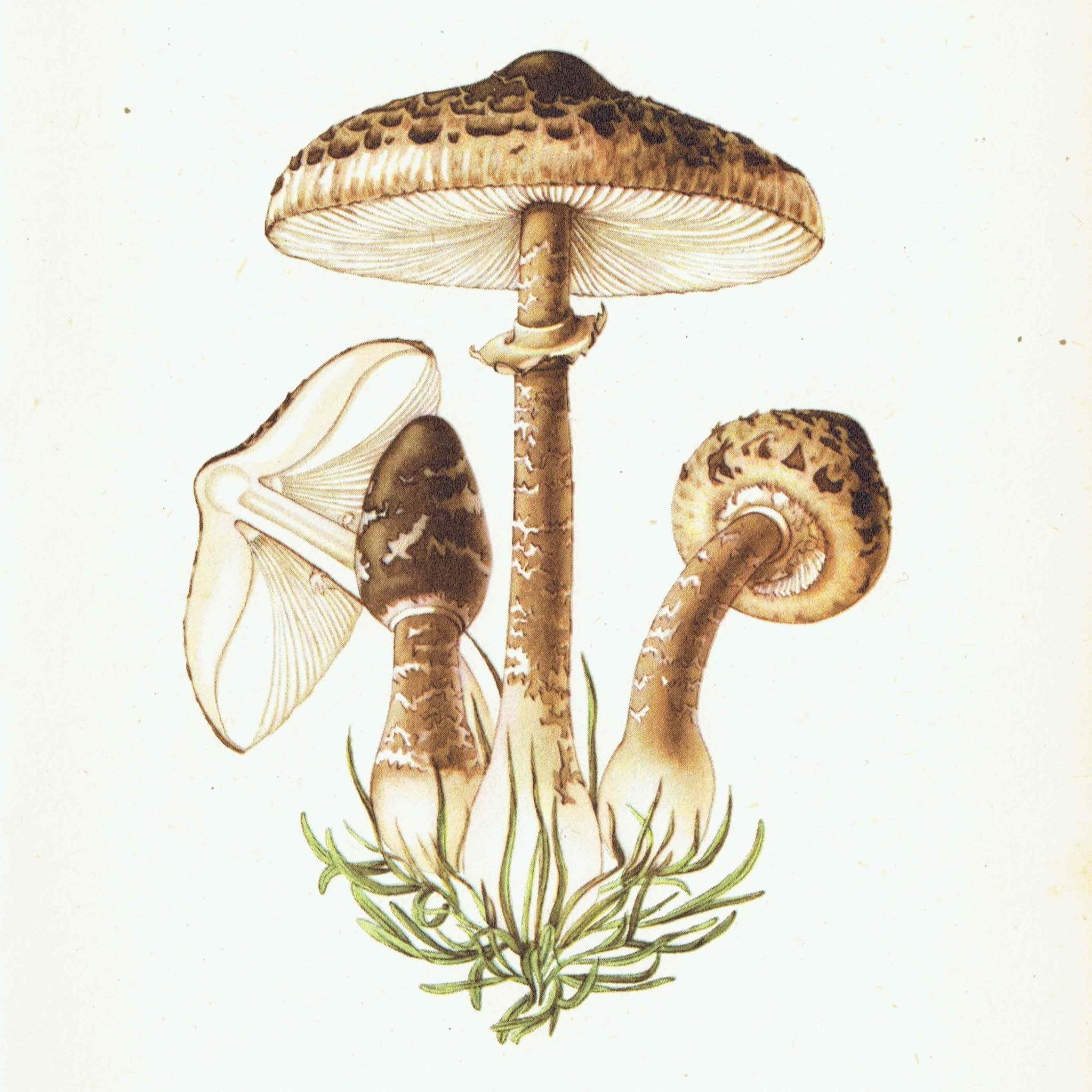 Vintage Mushroom Print – 1943 Edible Fungi Botanical Illustration
