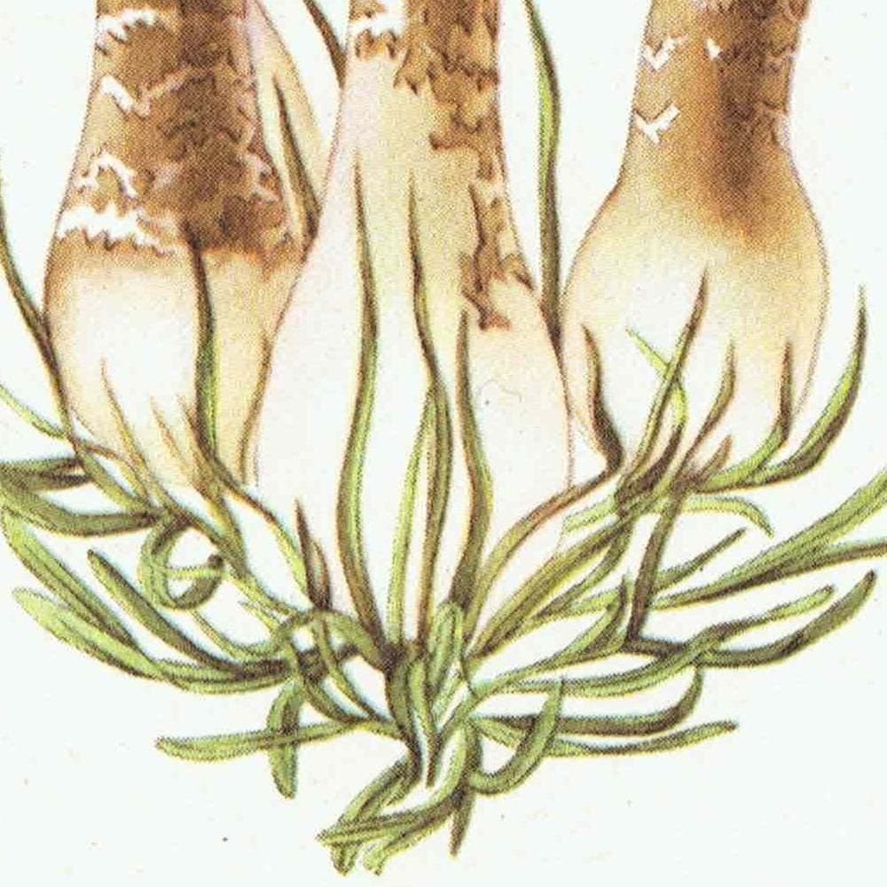 Vintage Mushroom Print – 1943 Edible Fungi Botanical Illustration - Image 5