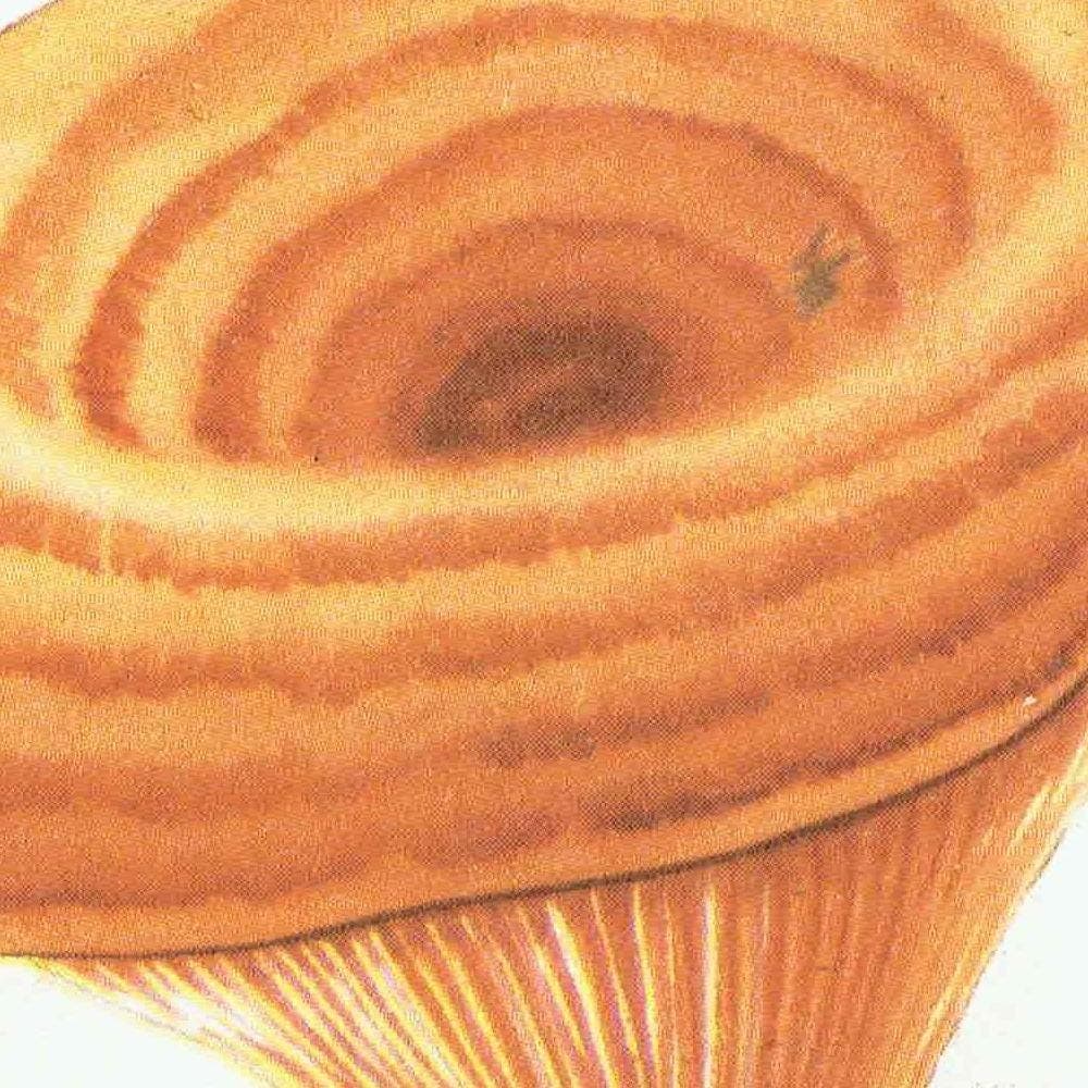 Vintage Mushroom Print – 1943 Edible Fungi Botanical Illustration - Image 7