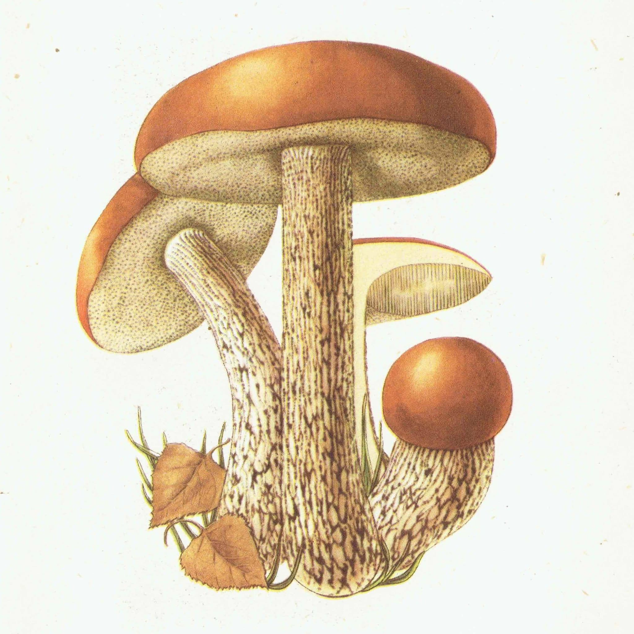 1943 Orange Birch Bolete & Beefsteak Fungus - Original Vintage Print By Ellenby - Ramsbottom Mycology Study - 4.5 x 6.5 in