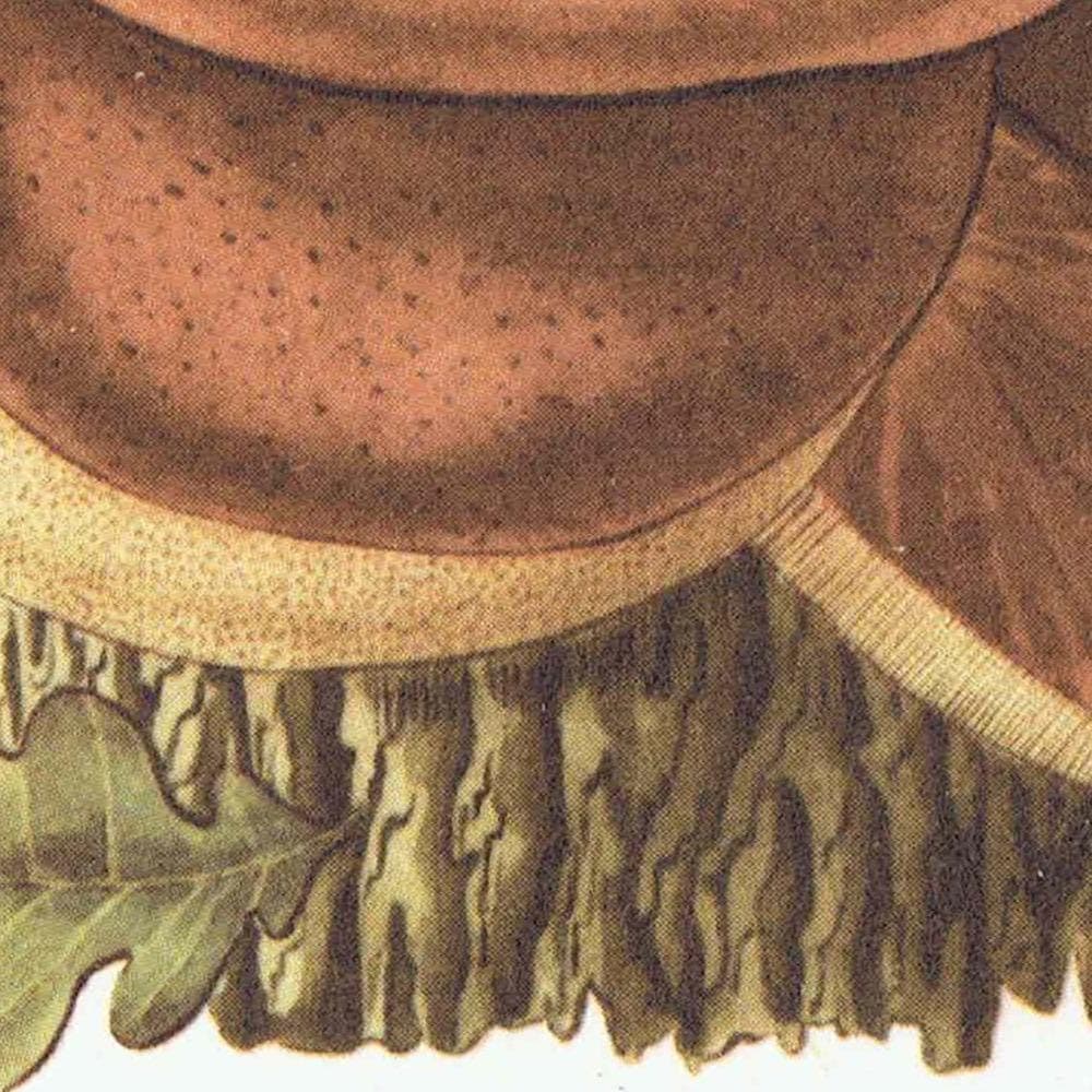 Vintage Mushroom Print - 1943 Ellenby Botanical Illustration - Image 8