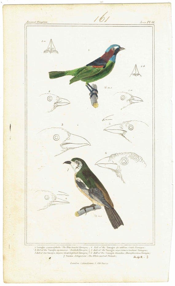 c.1836 Animal Kingdom Aves Pl.61 Antique Bird Print - Blue-headed Tanagra & White-necked Thrush - Hand Coloured Ornithology - 8.5 x 5 in