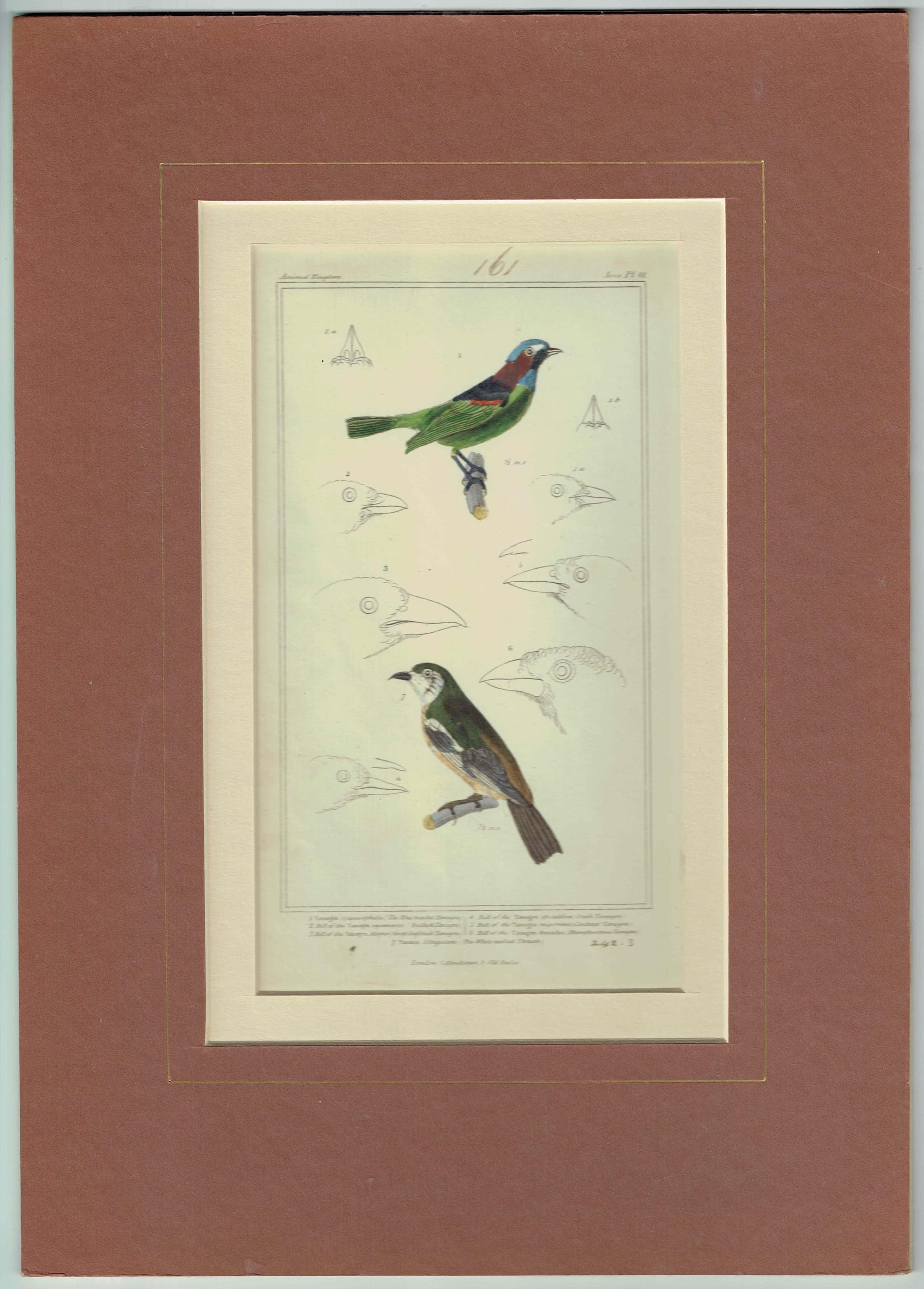 c.1836 Animal Kingdom Aves Pl.61 Antique Bird Print - Blue-headed Tanagra & White-necked Thrush - Hand Coloured Ornithology - 8.5 x 5 in - Image 2