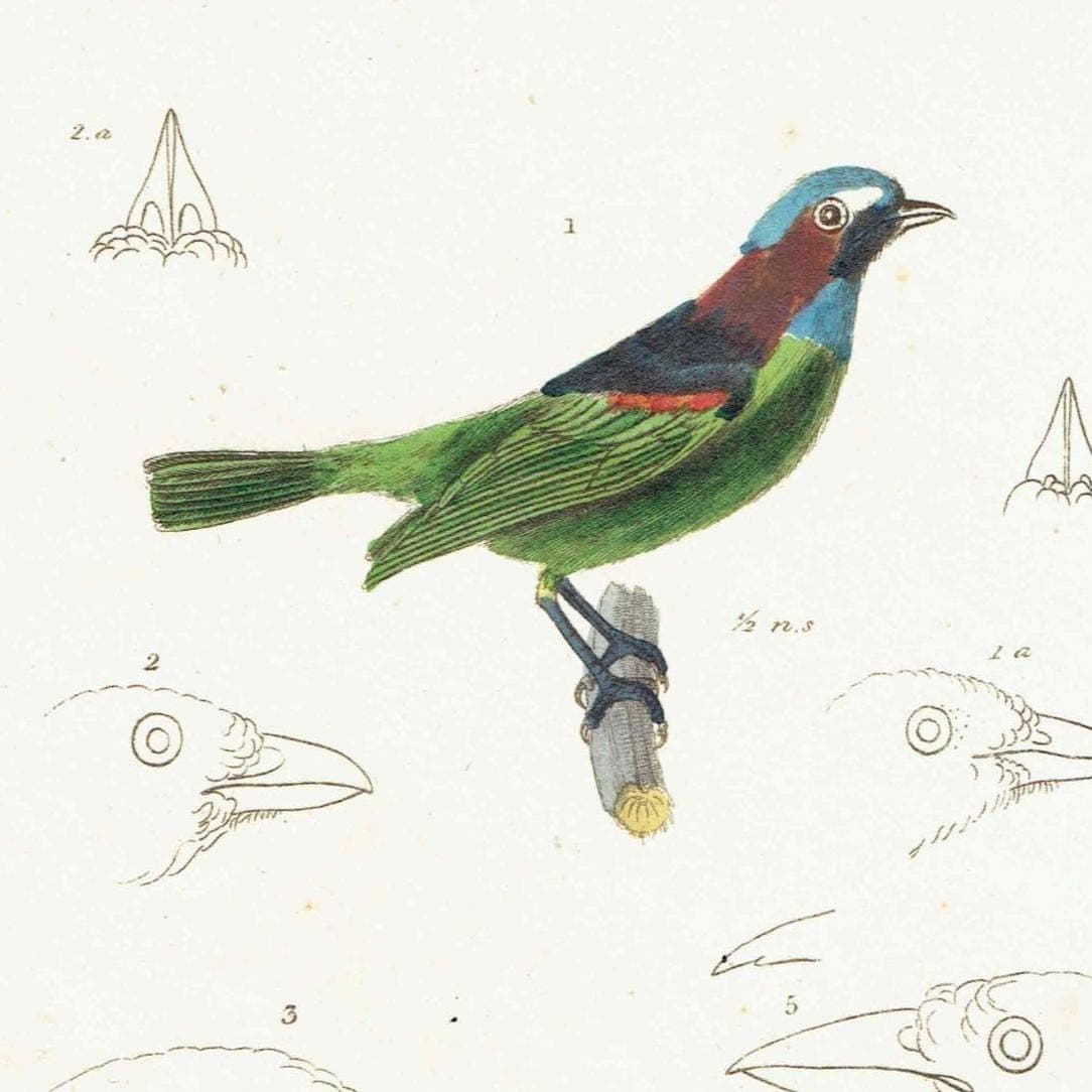 c.1836 Animal Kingdom Aves Pl.61 Antique Bird Print - Blue-headed Tanagra & White-necked Thrush - Hand Coloured Ornithology - 8.5 x 5 in - Image 3