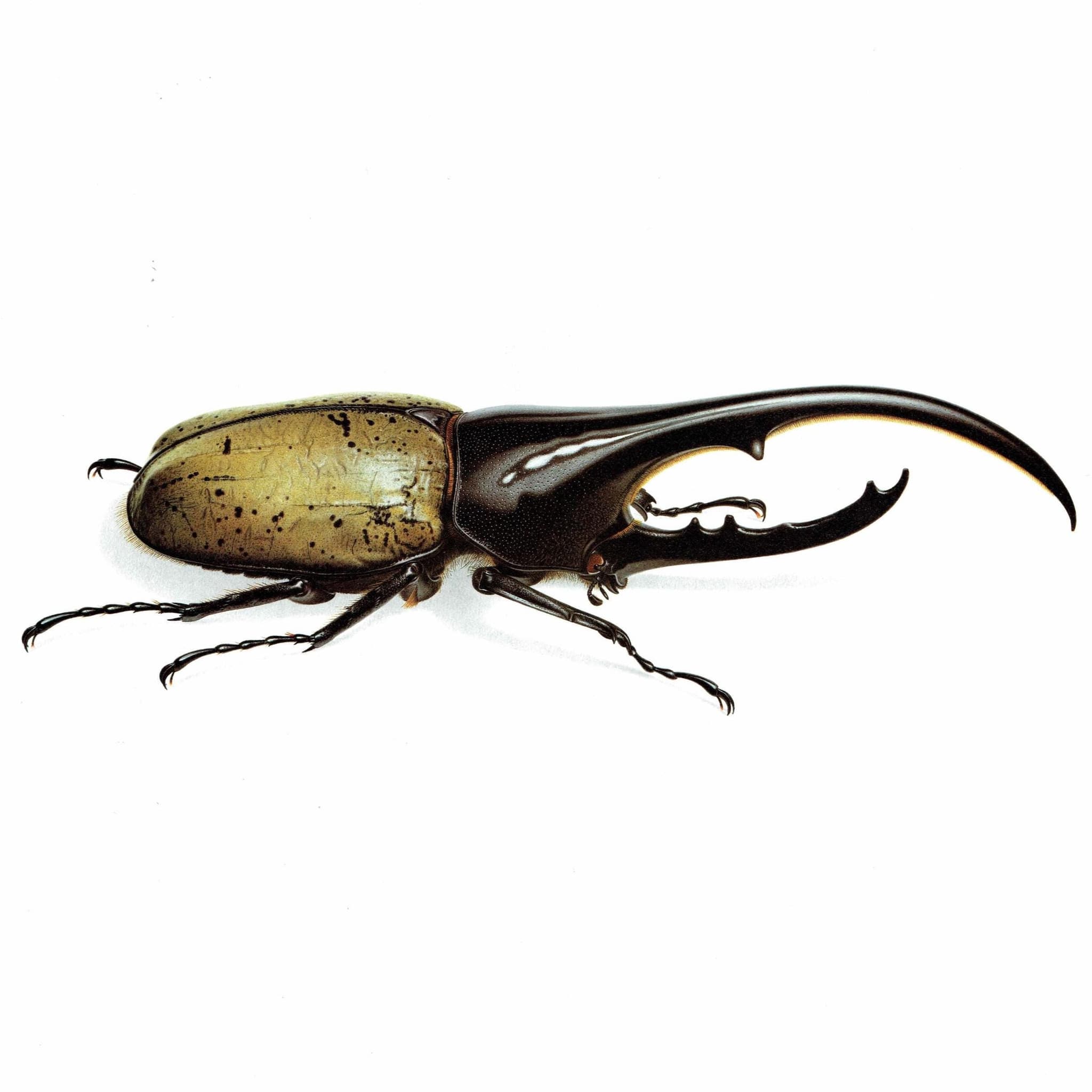 1986 Dynastes Hercules Beetle Print - Durin Bernard Les Insectes Scientific Illustration - Linnaeus Entomology - 11 x 13 in