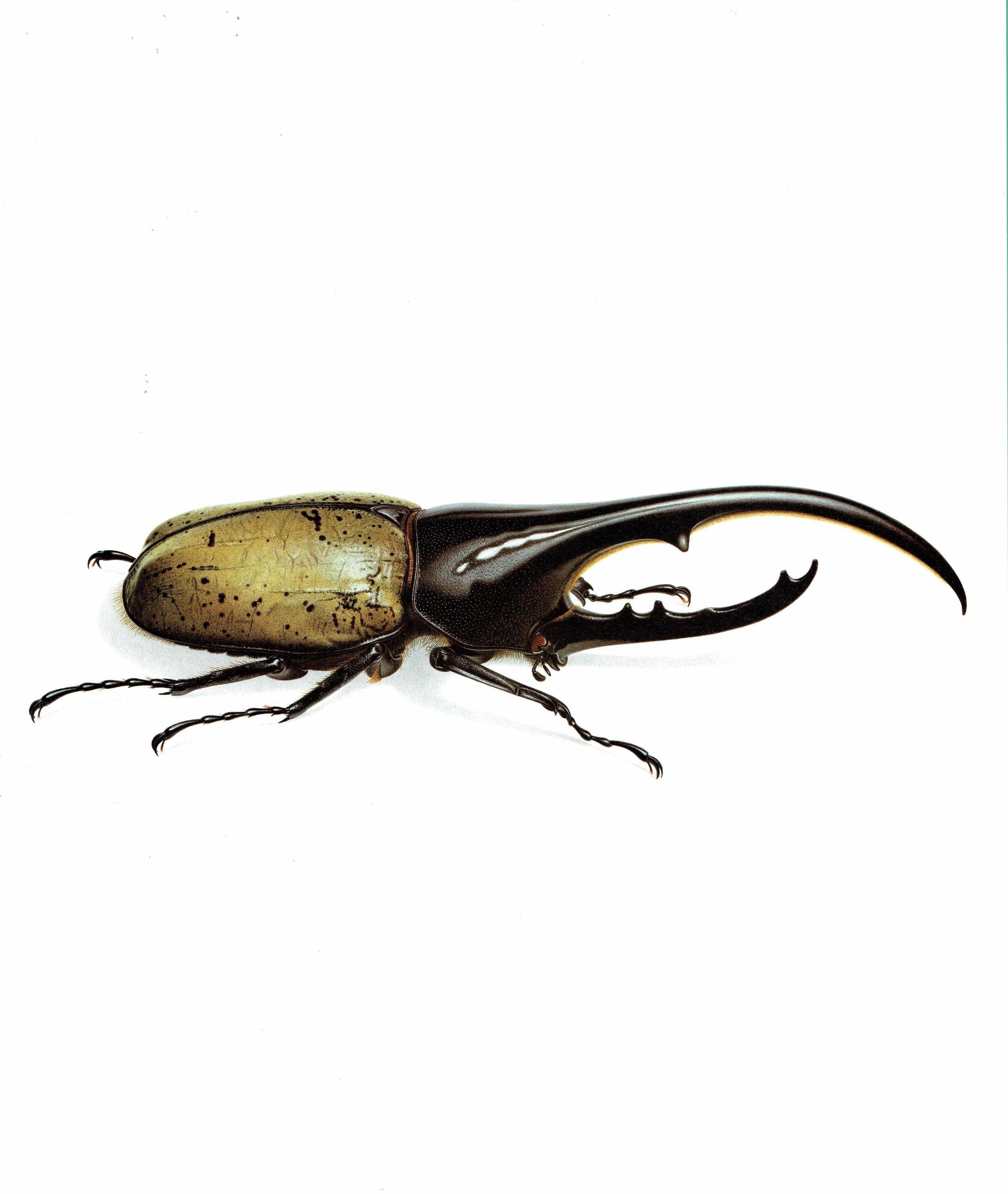 1986 Dynastes Hercules Beetle Print - Durin Bernard Les Insectes Scientific Illustration - Linnaeus Entomology - 11 x 13 in - Image 2