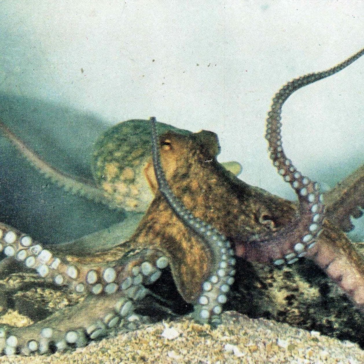 1959 Octopus Marine Life Print - Scientific Illustration - Vintage Ocean Wildlife Study - Natural History Educational Art - 5 x 8.25 in
