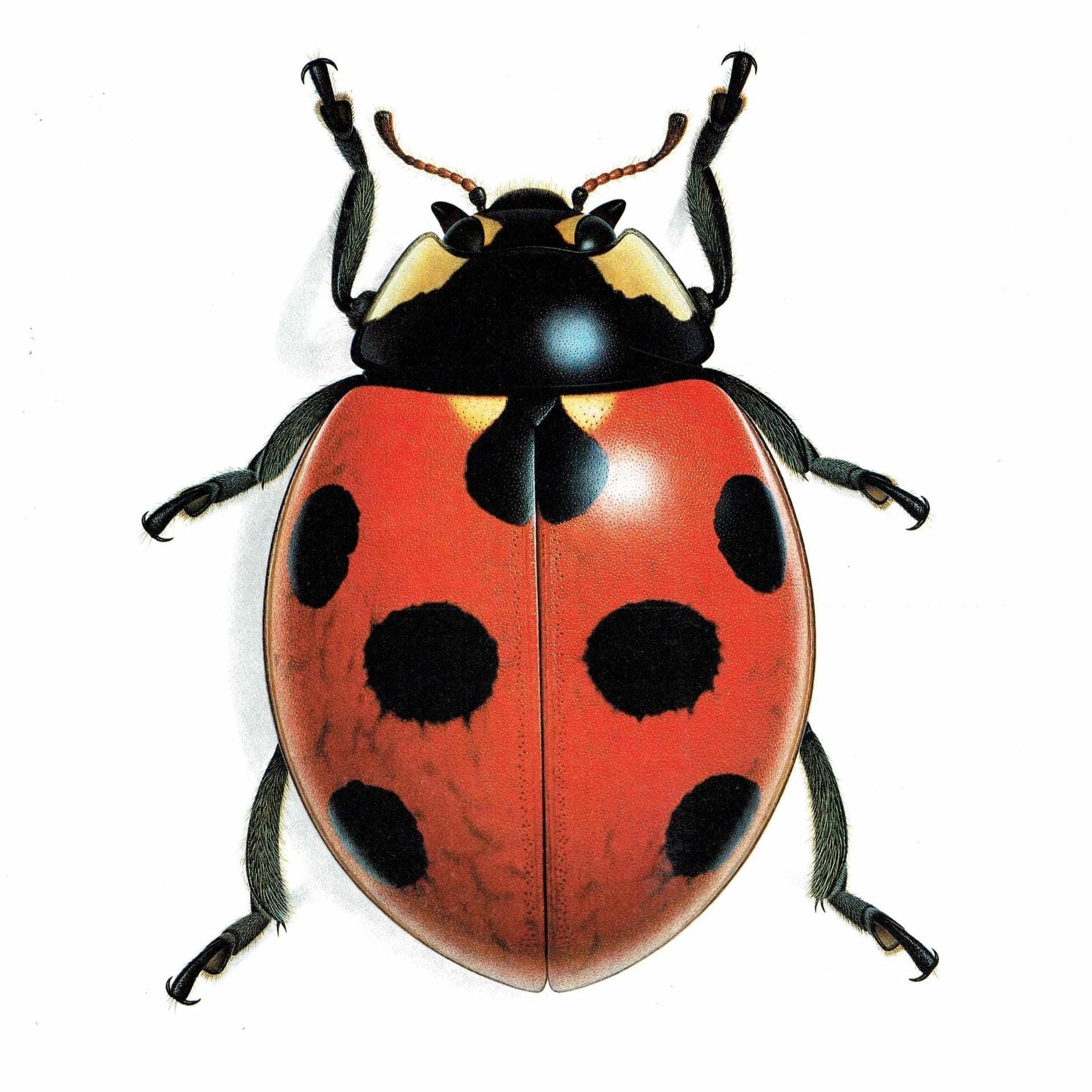 1986 Seven-Spotted Ladybird Coccinella Septempunctata Print - Durin Bernard Les Insectes - Scientific Art - Linnaeus Entomology - 11 x 13 in