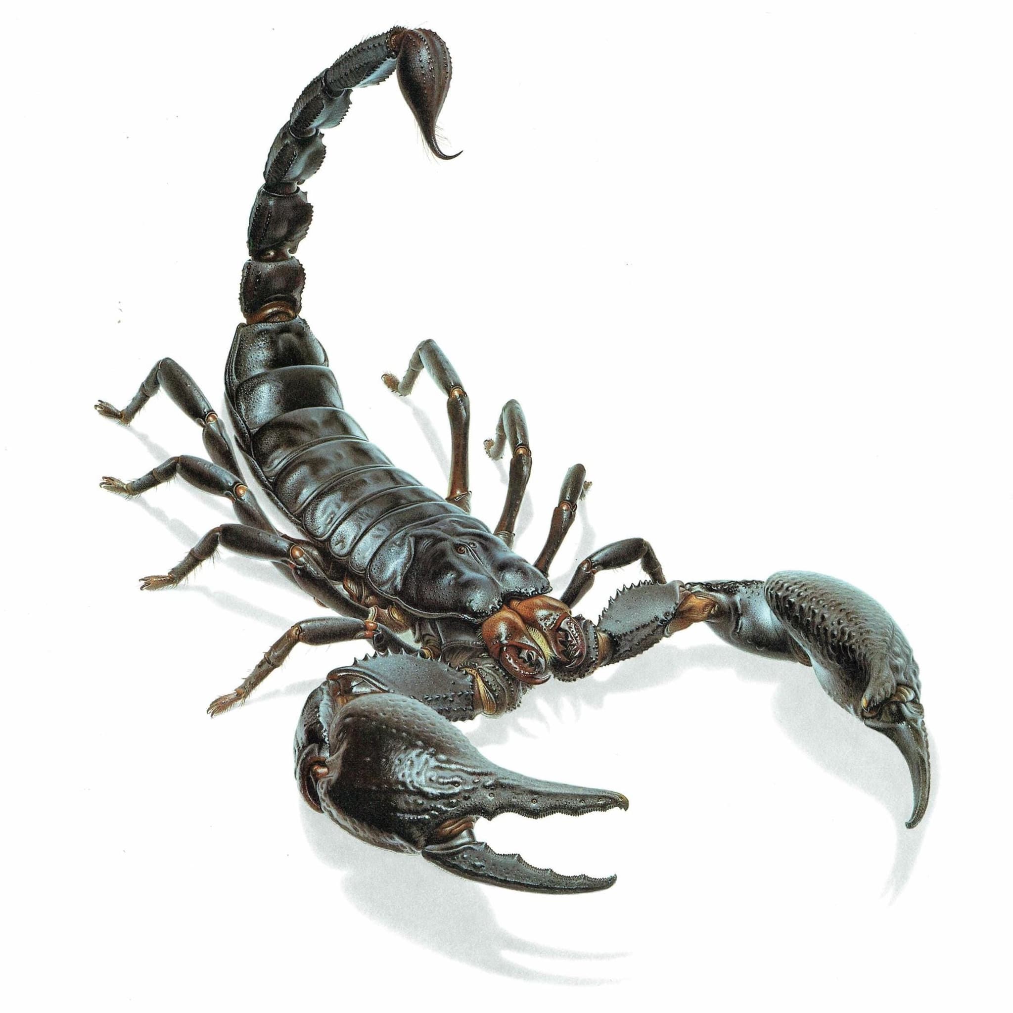 1986 Scorpion Pandinus Imperator Print - Durin Bernard Les Insectes Scientific Illustration - Burmeister C.L. Koch Entomology - 11 x 13 in
