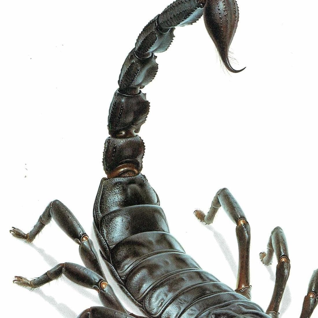 1986 Scorpion Pandinus Imperator Print - Durin Bernard Les Insectes Scientific Illustration - Burmeister C.L. Koch Entomology - 11 x 13 in - Image 4