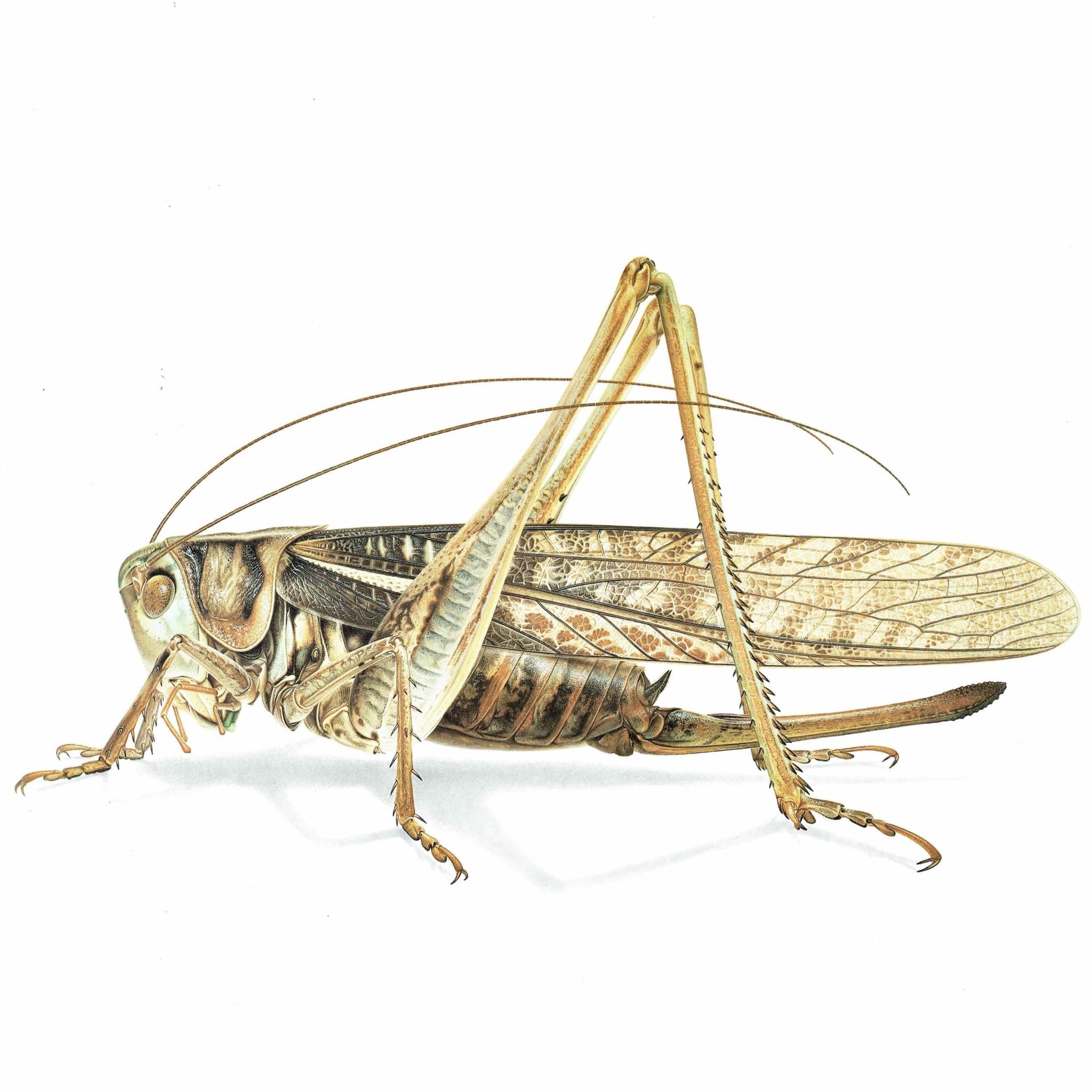 1986 Southern Wartbiter Decticus Albifrons Print - Durin Bernard Les Insectes Scientific Illustration - Fabricius Entomology - 11 x 13 in