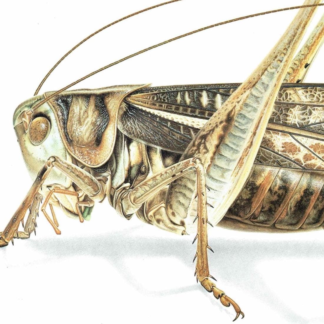 1986 Southern Wartbiter Decticus Albifrons Print - Durin Bernard Les Insectes Scientific Illustration - Fabricius Entomology - 11 x 13 in - Image 4