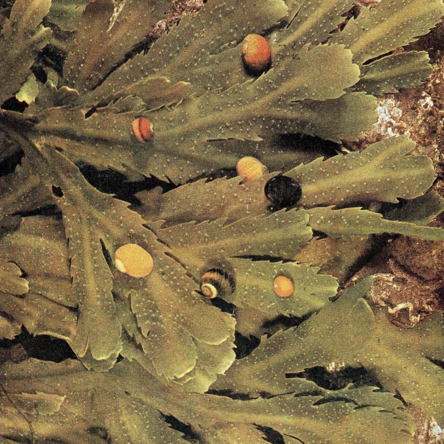 1959 The Sea Shore Marine Life Antique Print - Blue-rayed Limpet & Flat Periwinkles on Serrated Wrack - 5 x 8.25 in
