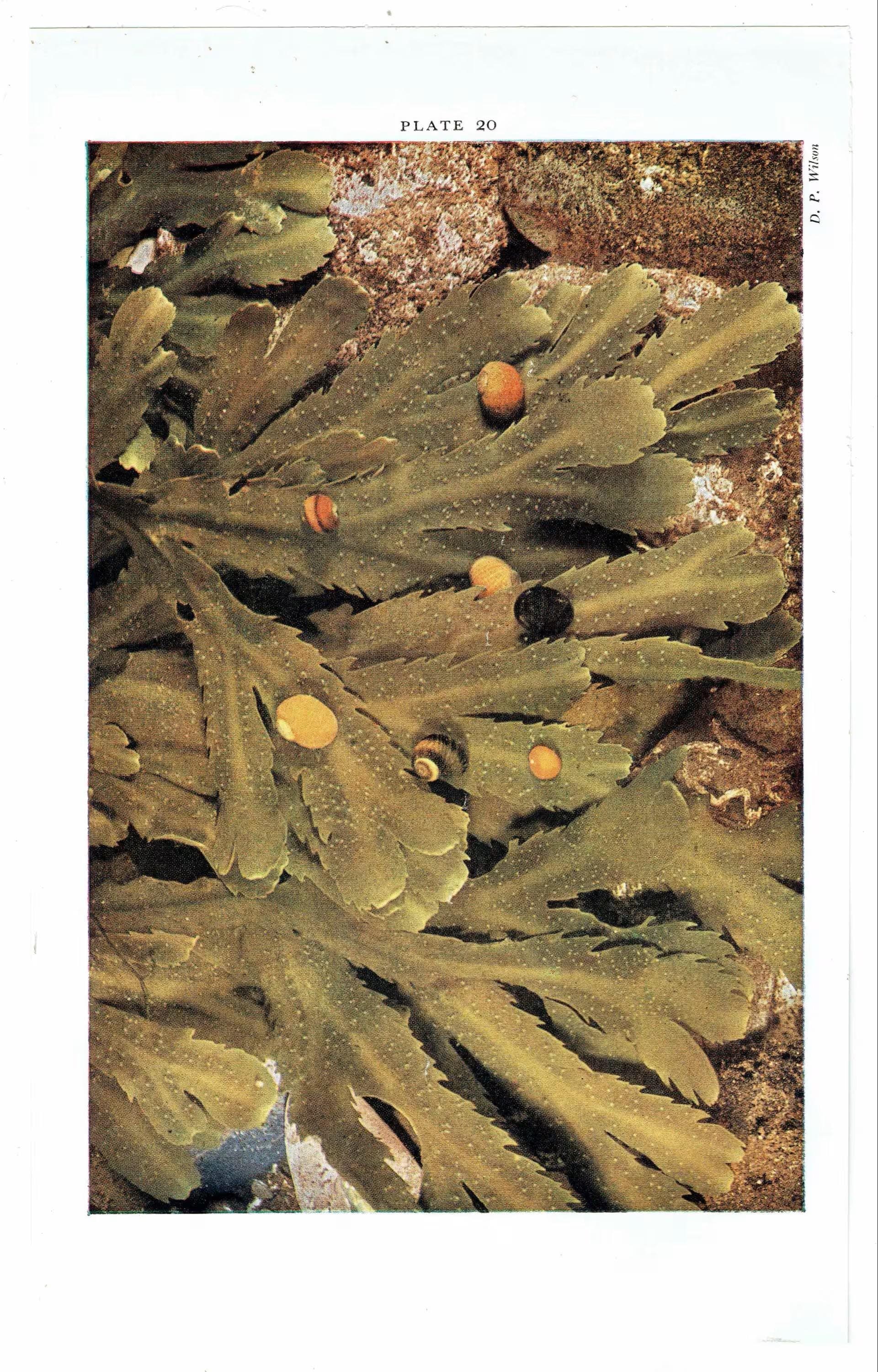 1959 The Sea Shore Marine Life Antique Print - Blue-rayed Limpet & Flat Periwinkles on Serrated Wrack - 5 x 8.25 in - Image 3