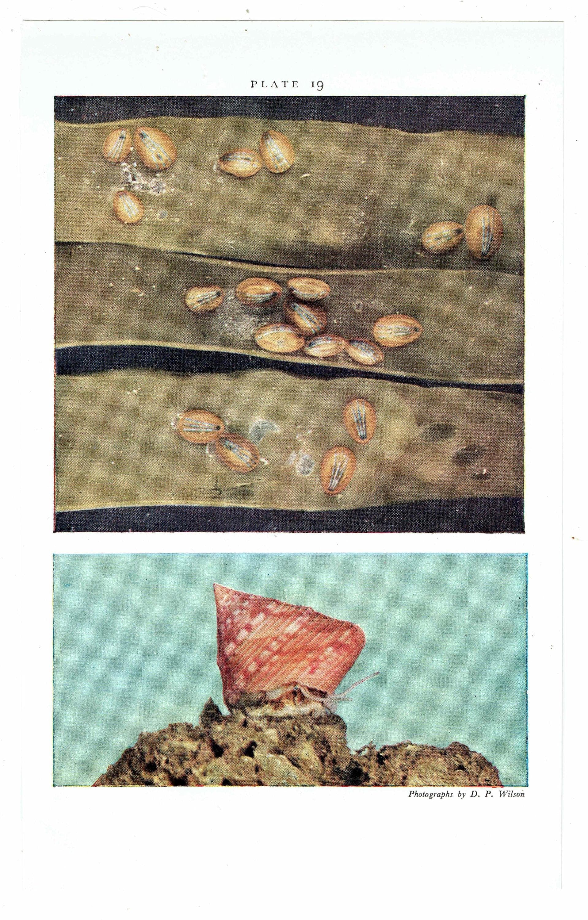 1959 The Sea Shore Marine Life Antique Print - Blue-rayed Limpet & Flat Periwinkles on Serrated Wrack - 5 x 8.25 in - Image 4