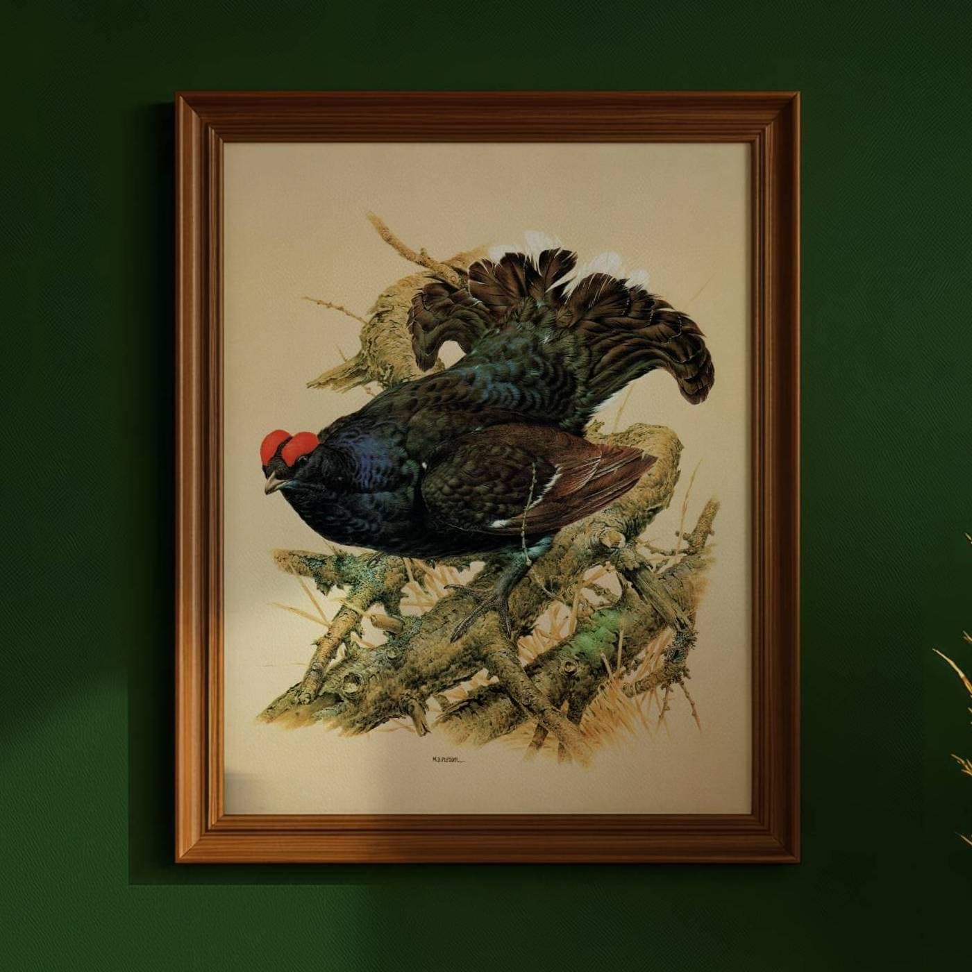 1981 Black Grouse Lyrurus Tetrix - Maurice Pledger Game Birds - Original Vintage Wildlife Art - 11.5 x 16.5 in